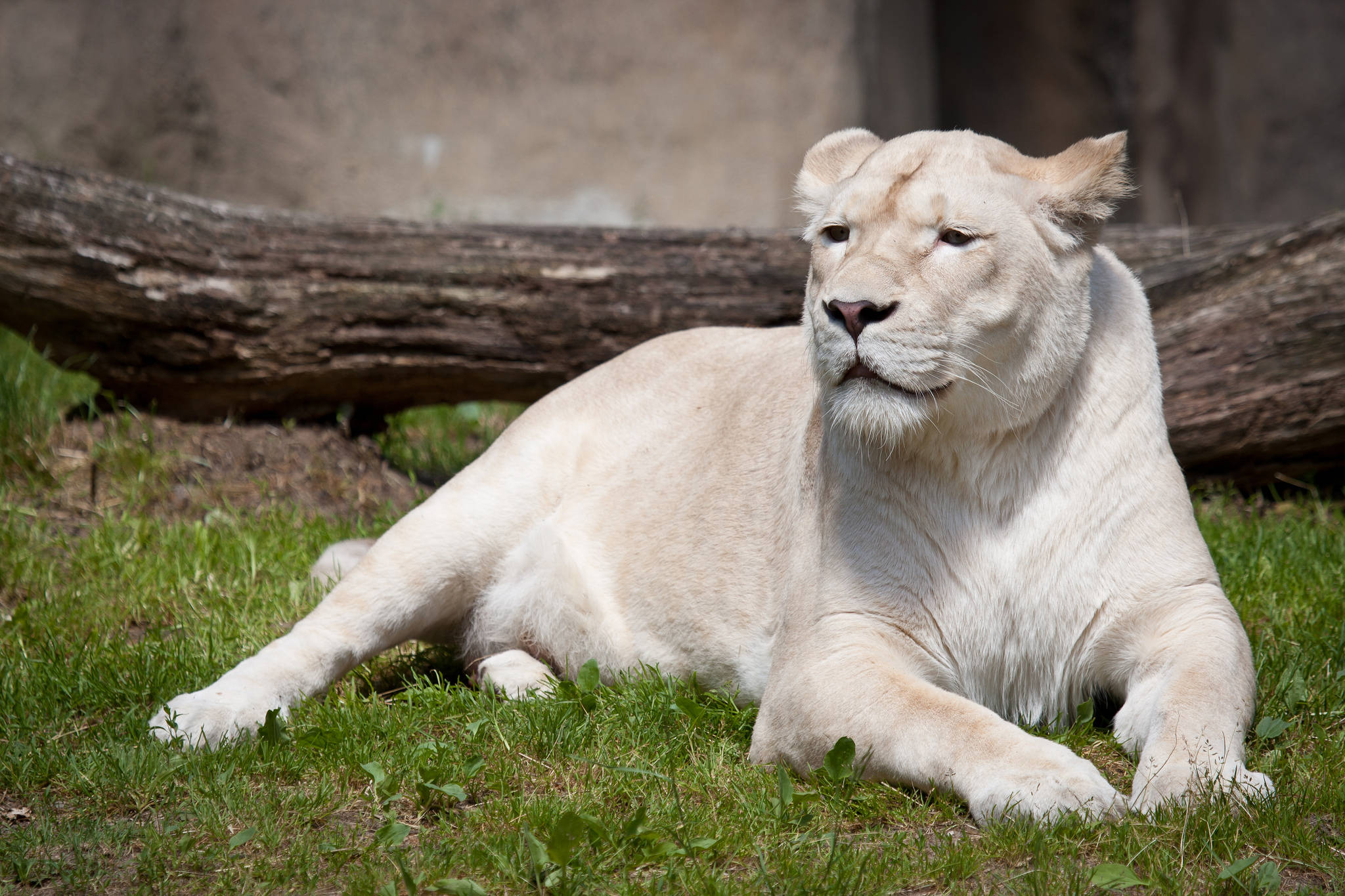 White Lion 桌布 壁紙 — 一頭雄偉的白獅子安靜地躺在大倒木下的鮮綠草地上休息。