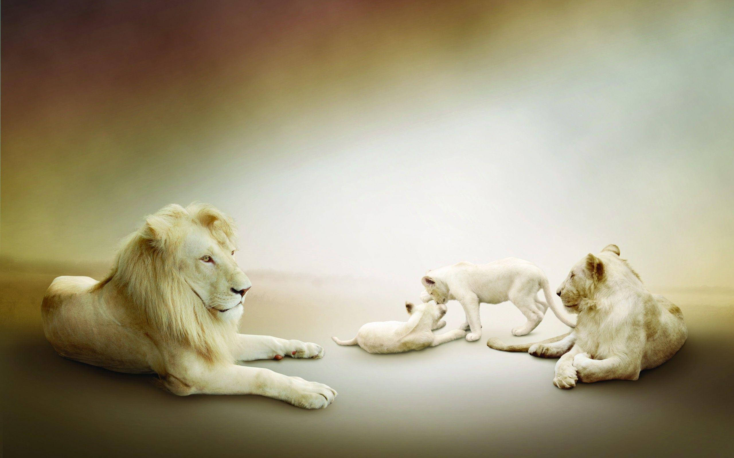 White Lion 桌布 壁紙 — 一頭雄偉的白獅子靜靜地休息，三隻頑皮的白獅子幼崽在附近柔和的漸變工作室環境中翻滾嬉戲。