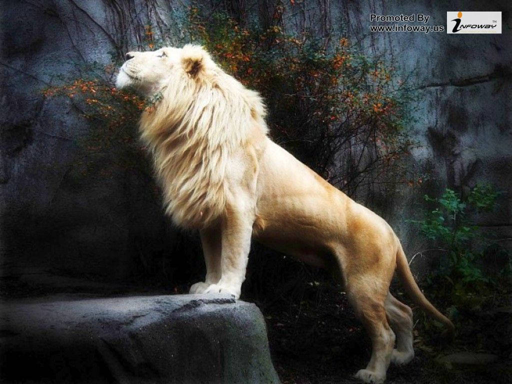 獅子 桌布 壁紙 — 一頭雄偉的白獅高高站在岩石露頭上，仰望上方，背景是深色石頭和秋日樹葉。