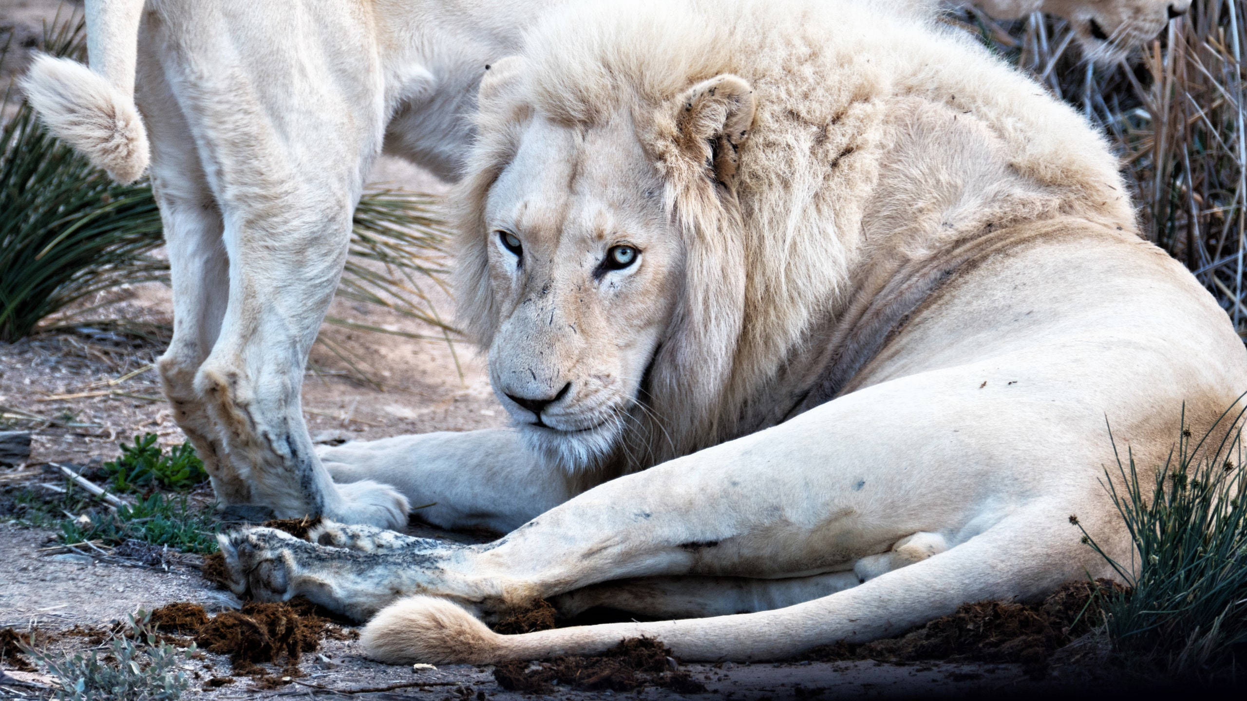 White Lion 桌布 壁紙 — 一頭雄偉的白色雄獅在乾燥的土地上平靜地休息，周圍有稀疏的綠色植物和另一頭獅子。