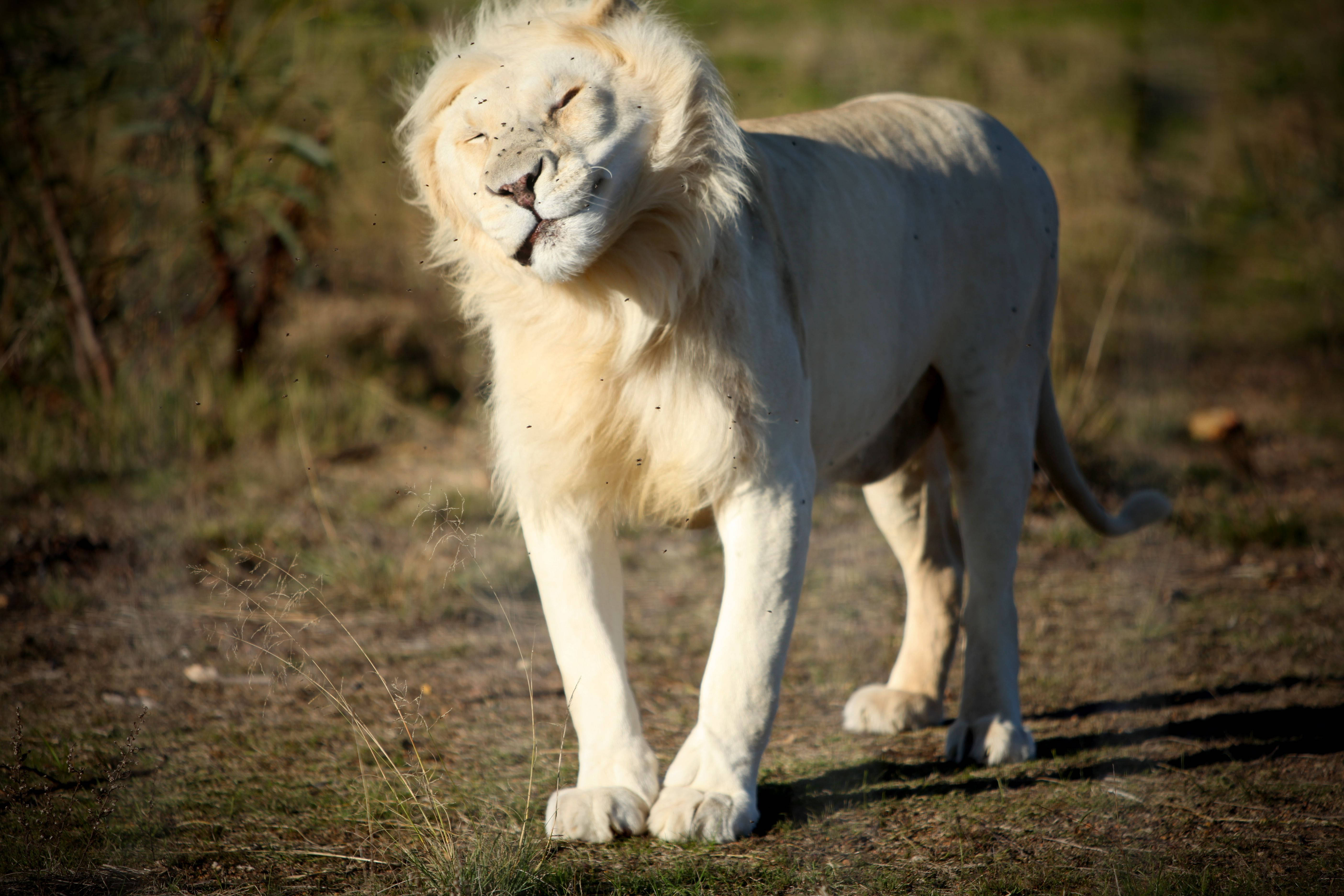 White Lion 桌布 壁紙 — 一頭雄偉的白色雄獅站在金色的陽光下，閉著眼睛，蒼蠅在牠平靜的臉龐周圍嗡嗡作響。