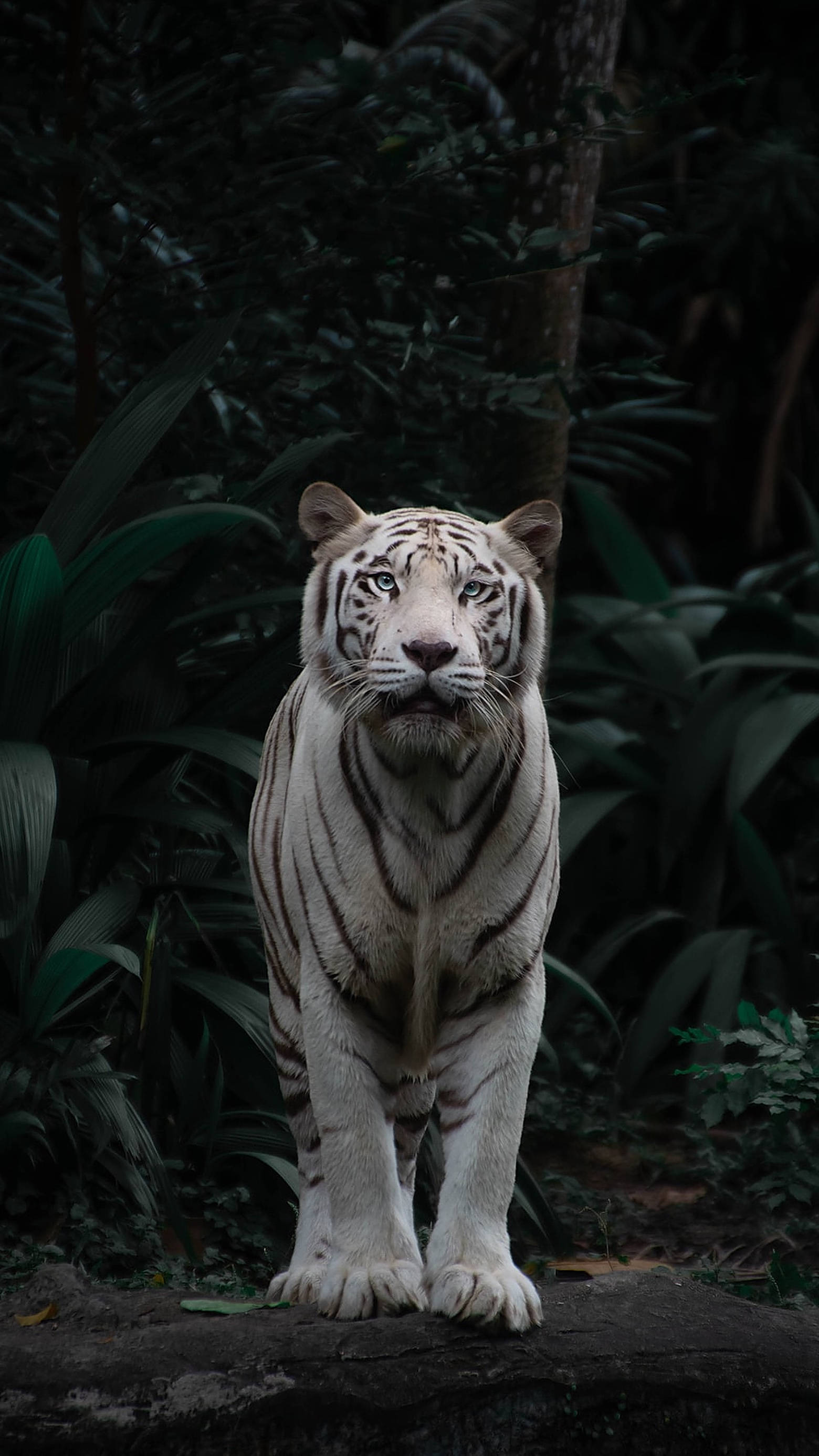 animals 桌布 壁紙 — 一頭雄偉的白虎站在茂密黑暗叢林的岩石上，其銳利的藍色眼睛鎖定著觀看者。