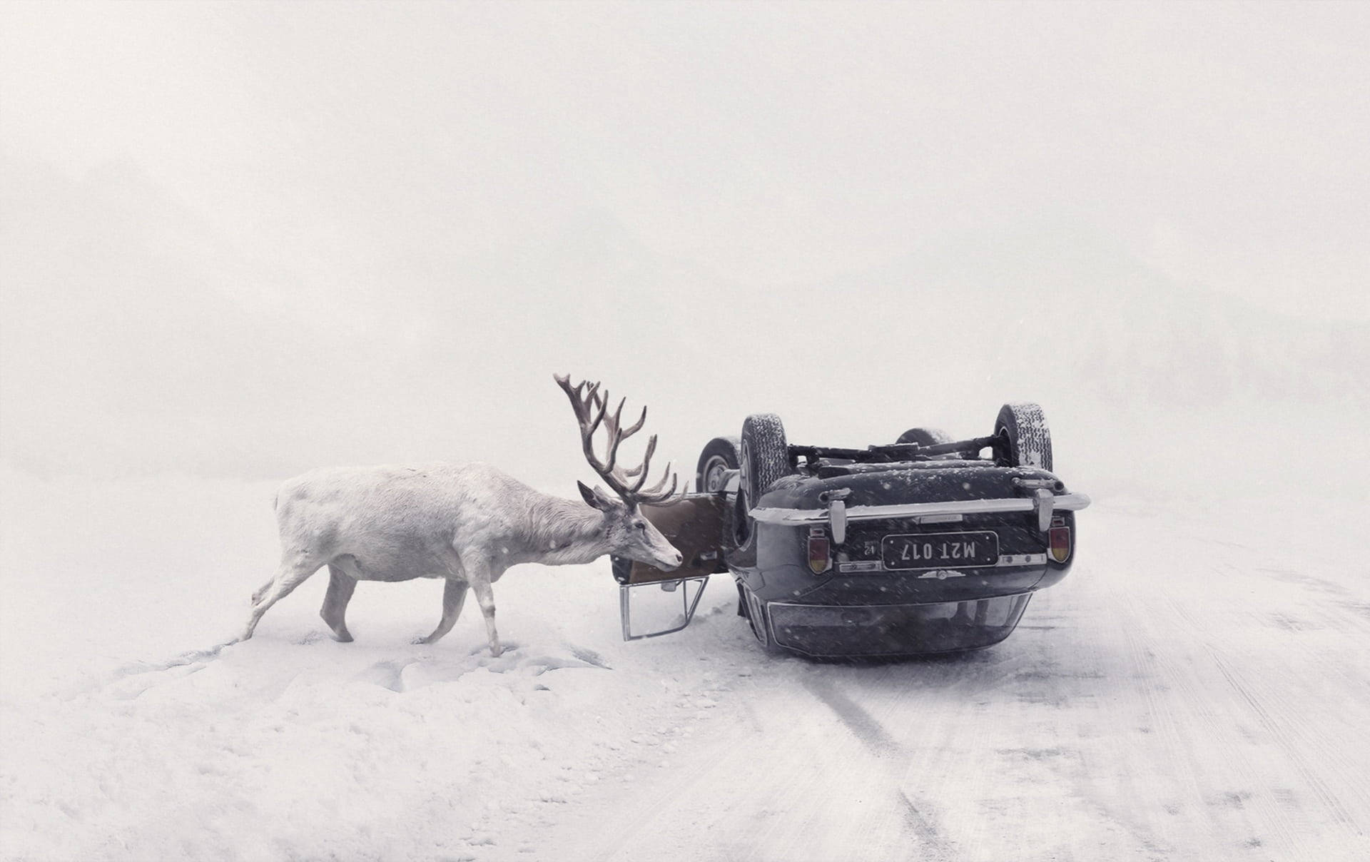  壁紙 — 一頭雄偉的白馴鹿站在翻倒的黑色汽車旁邊，背景是白雪皚皚的山景。