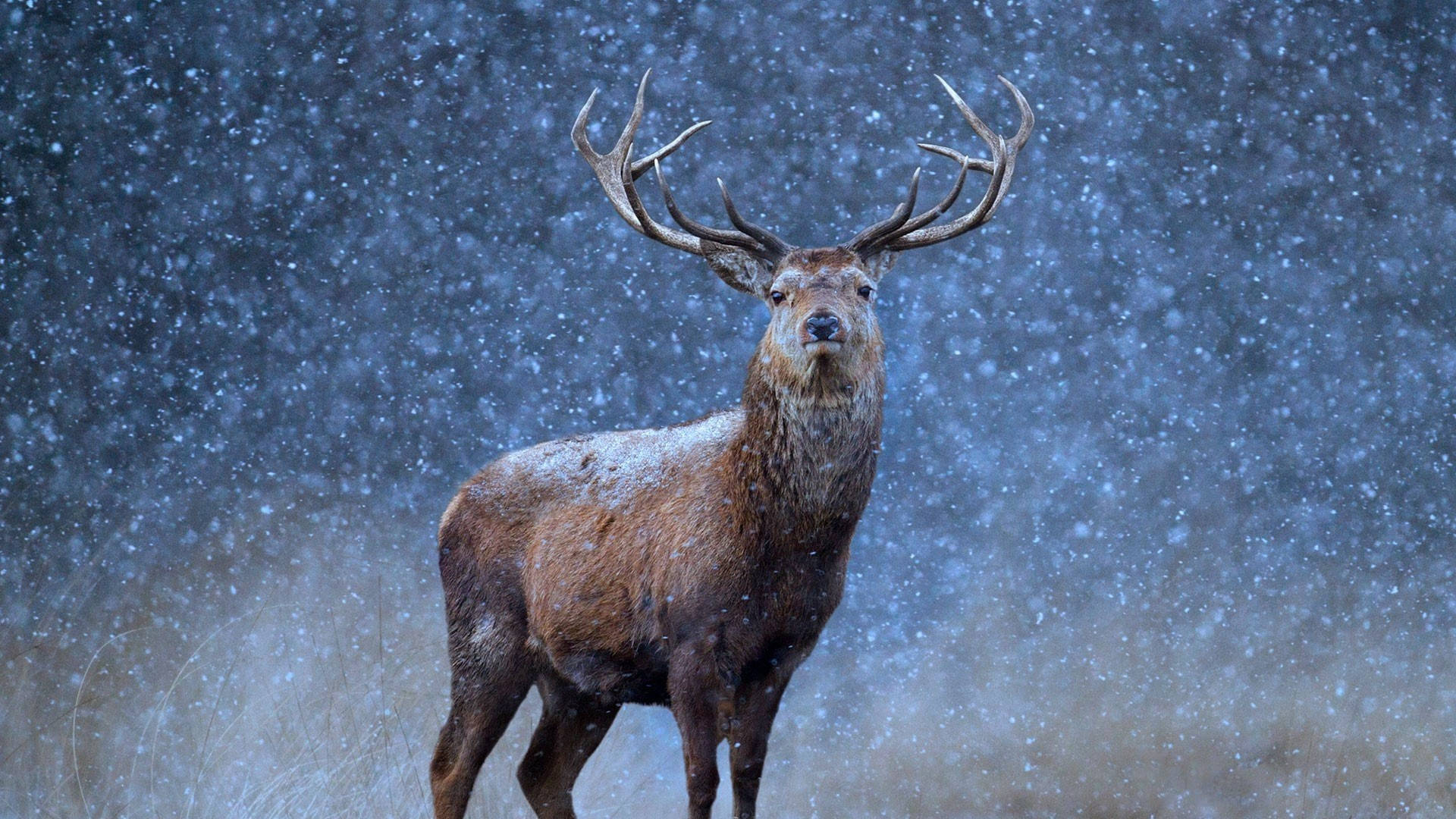 馴鹿 桌布 壁紙 — 一頭雄偉的紅鹿在雪景冬日場景中高高聳立，飄落的雪花在其令人印象深刻的鹿角周圍盤旋。