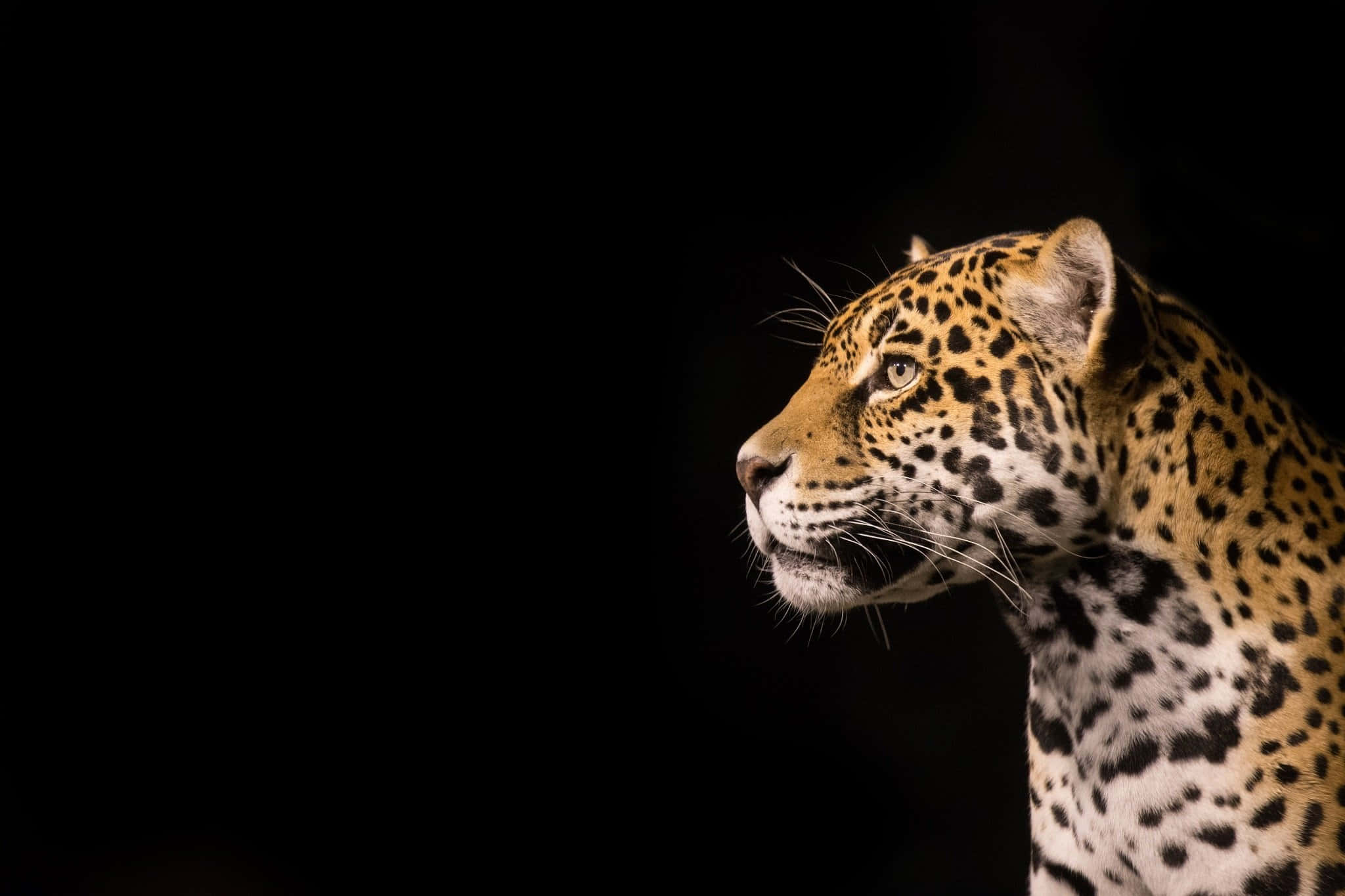 Jaguar 桌布 壁紙 — 一頭雄偉的美洲豹側面輪廓在純黑色背景上發光，其斑點皮毛和銳利目光在戲劇性燈光下清晰可見。