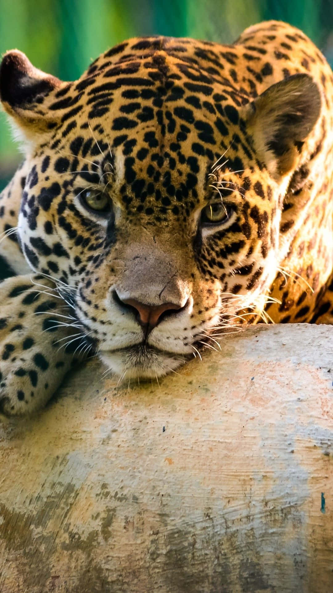 Animals iPhone 桌布 壁紙 — 一頭雄偉的美洲豹將頭靠在樹幹上，金色眼睛炯炯有神的特寫。