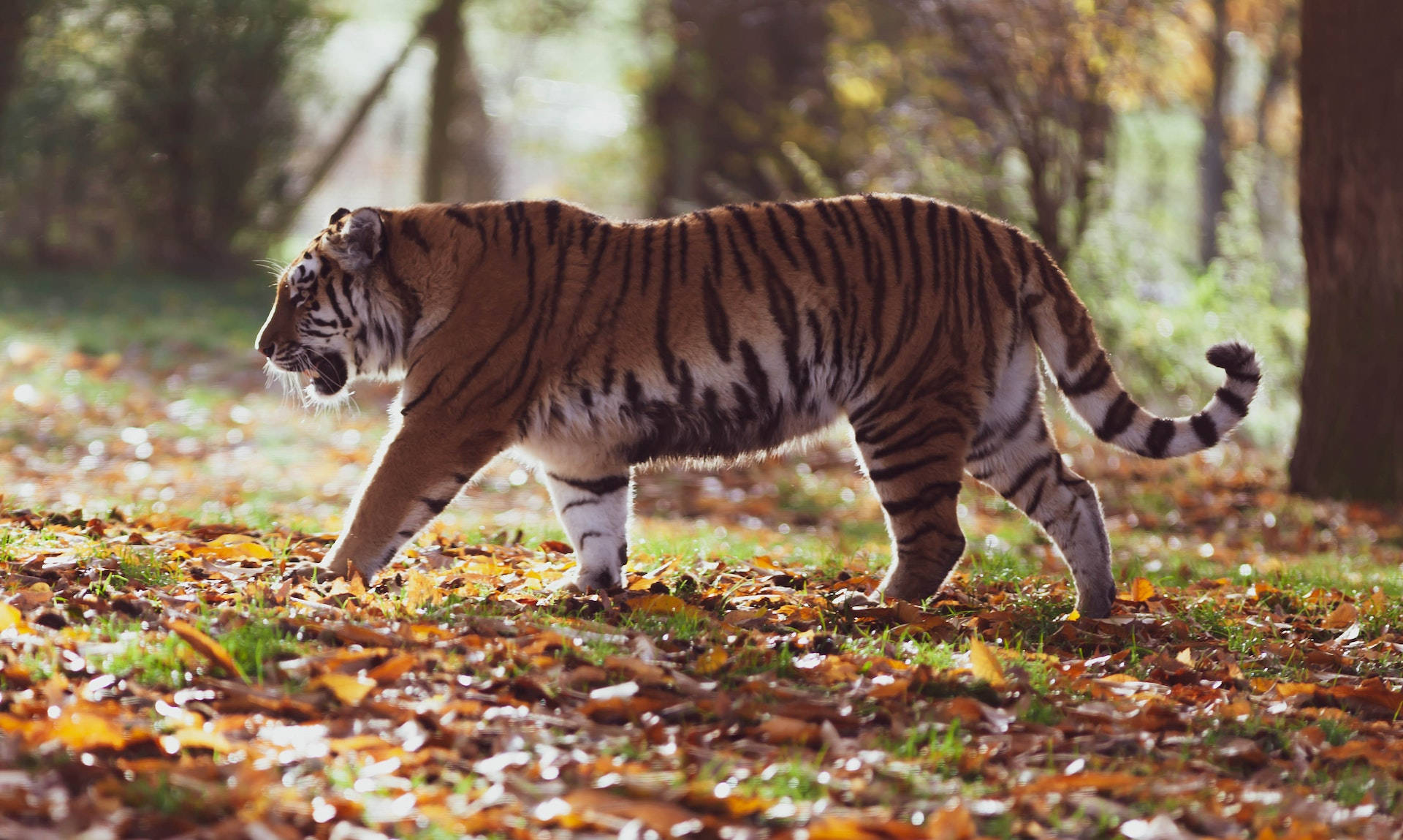 harimau 桌布 壁紙 — 一頭雄偉的老虎大步走過陽光普照、鋪滿金色秋葉的森林地面。