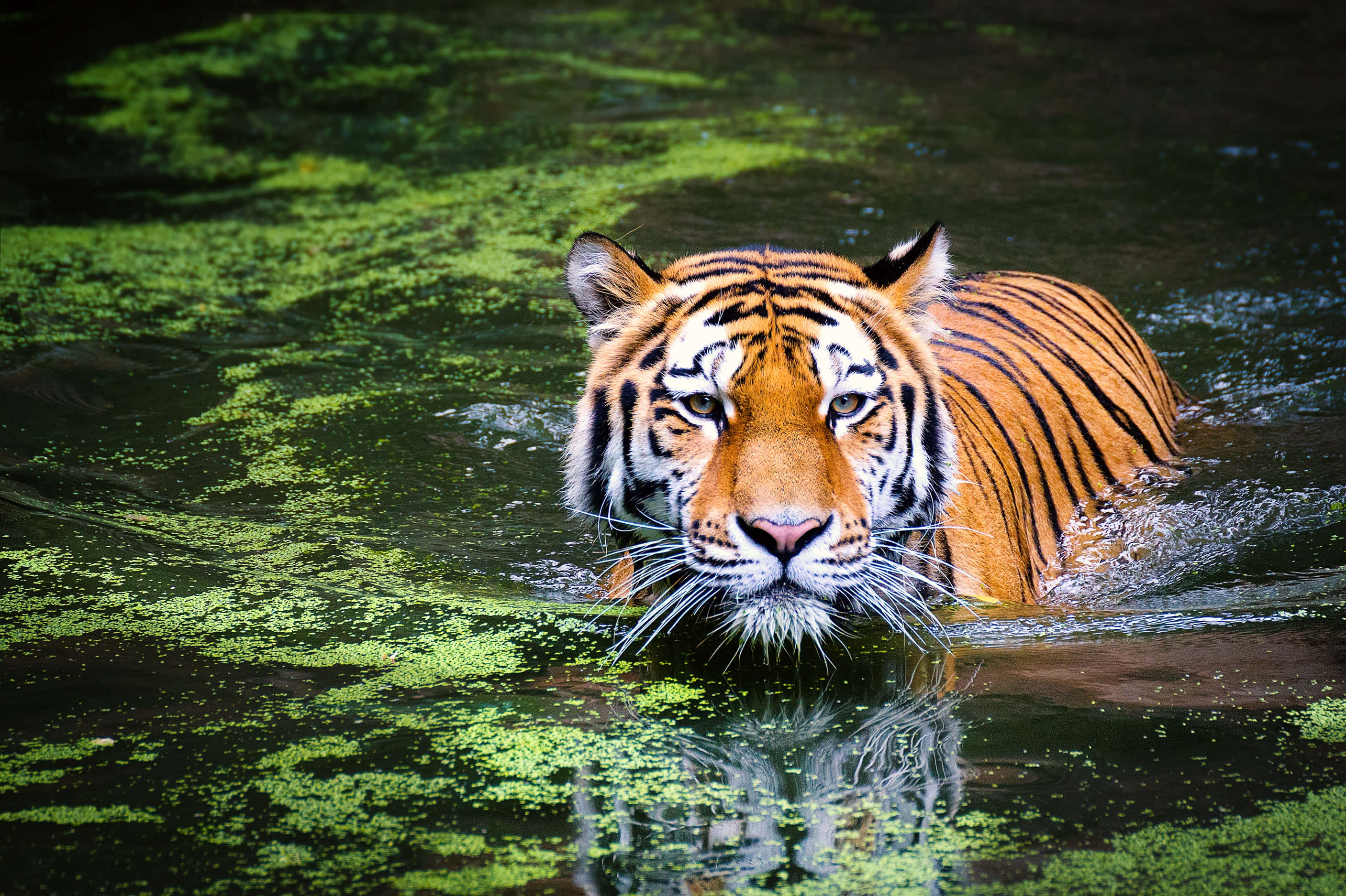 Bengal Tiger 桌布 壁紙 — 一頭雄偉的老虎從佈滿鮮綠色藻類的渾濁水中浮現，強烈地凝視著觀看者。