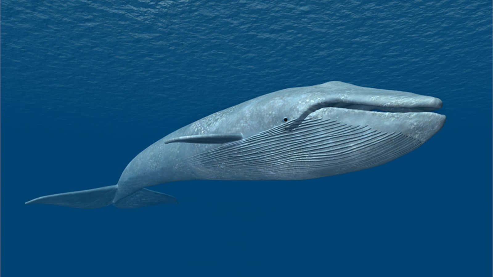 blue whale 桌布 壁紙 — 一頭雄偉的藍鯨優雅地滑過深海，陽光從上方穿透而下。