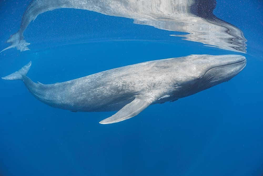 Sperm Whale 桌布 壁紙 — 一頭雄偉的藍鯨優雅地滑過清澈的海水，其倒影在上方水面閃爍。