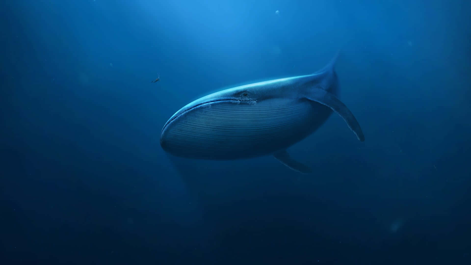 blue whale 桌布 壁紙 — 一頭雄偉的藍鯨在沐浴著上方柔和藍光的深海水域中滑行。