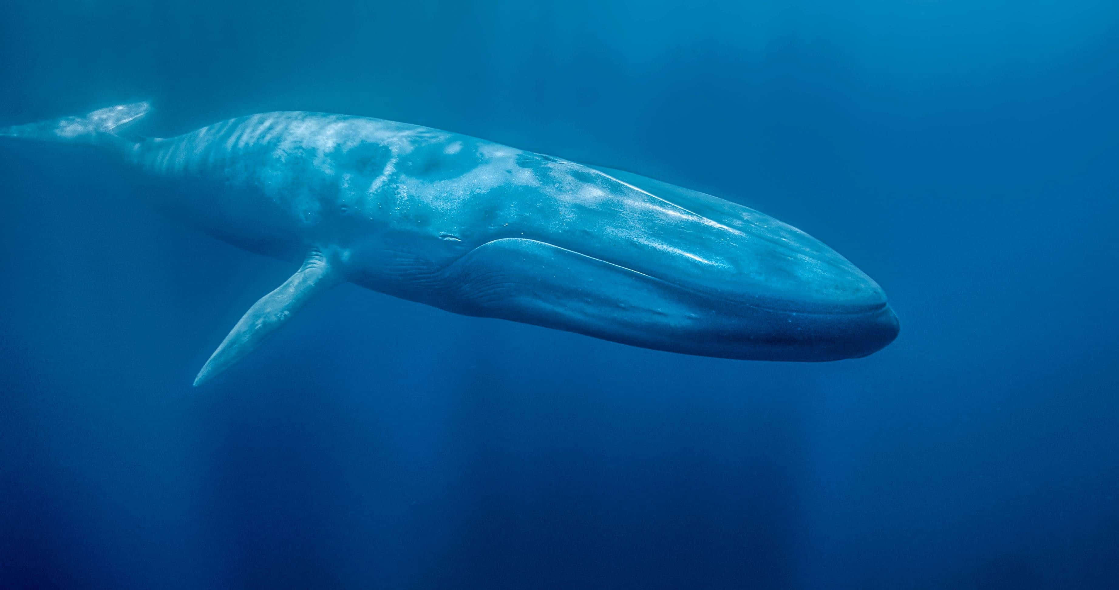 blue whale 桌布 壁紙 — 一頭雄偉的藍鯨在深海滑行，其龐大的身軀被柔和的藍光照亮。