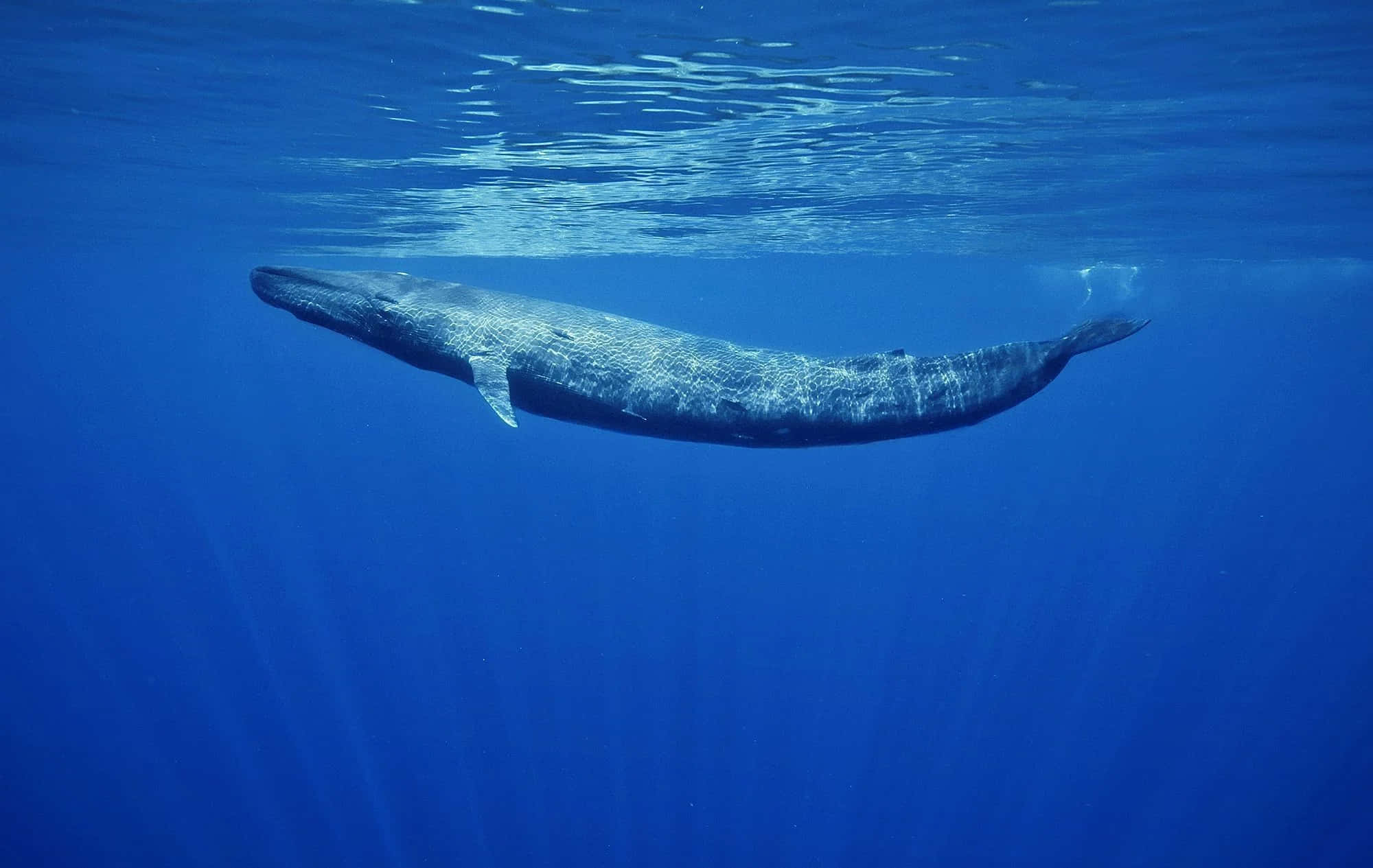 blue whale 桌布 壁紙 — 一頭雄偉的藍鯨在陽光照射的海面下，優雅地滑過深邃的海洋水域。