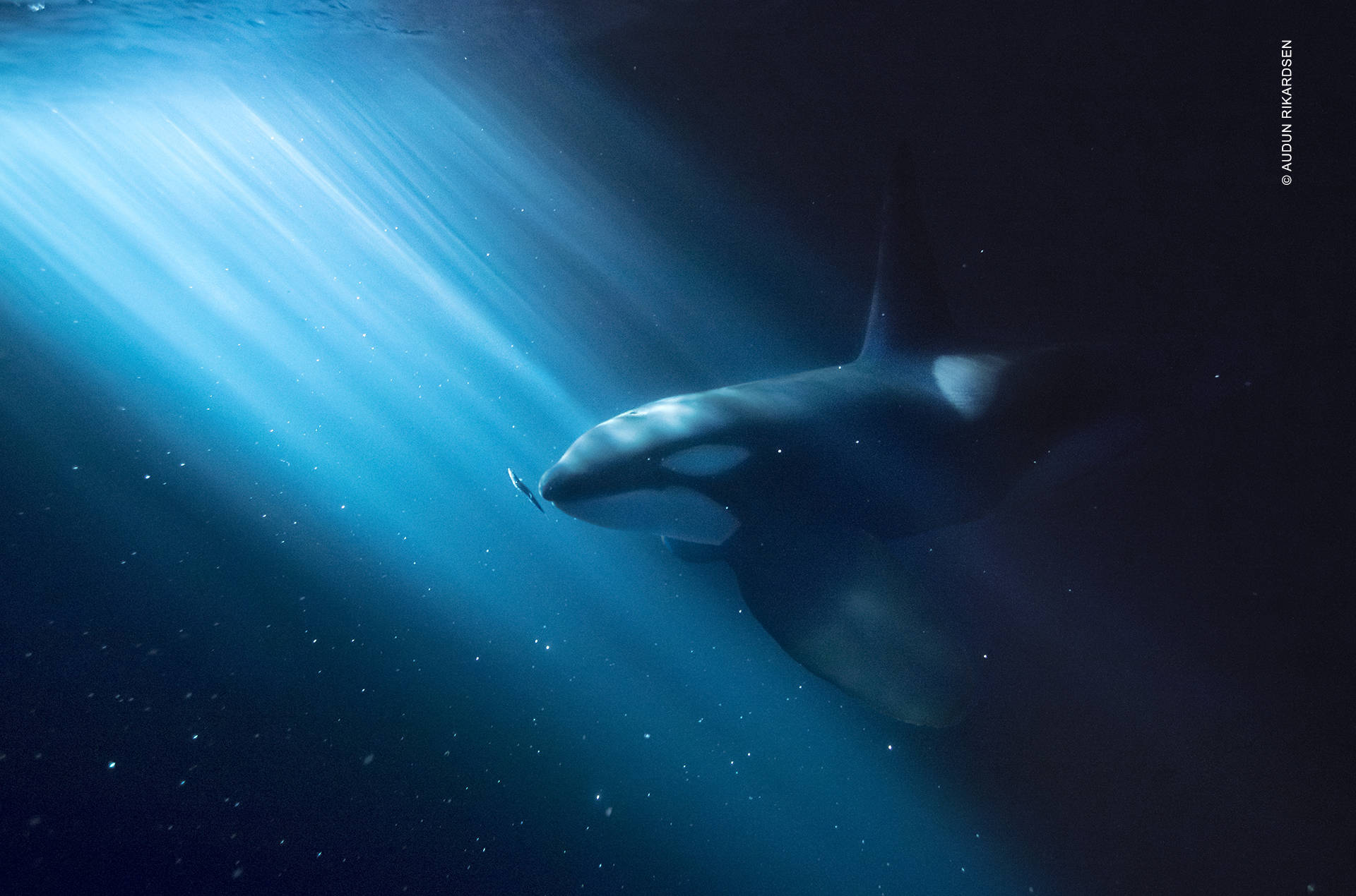 Swimming 桌布 壁紙 — 一頭雄偉的虎鯨在深藍色的海洋中滑行，陽光穿透水面照射下來。