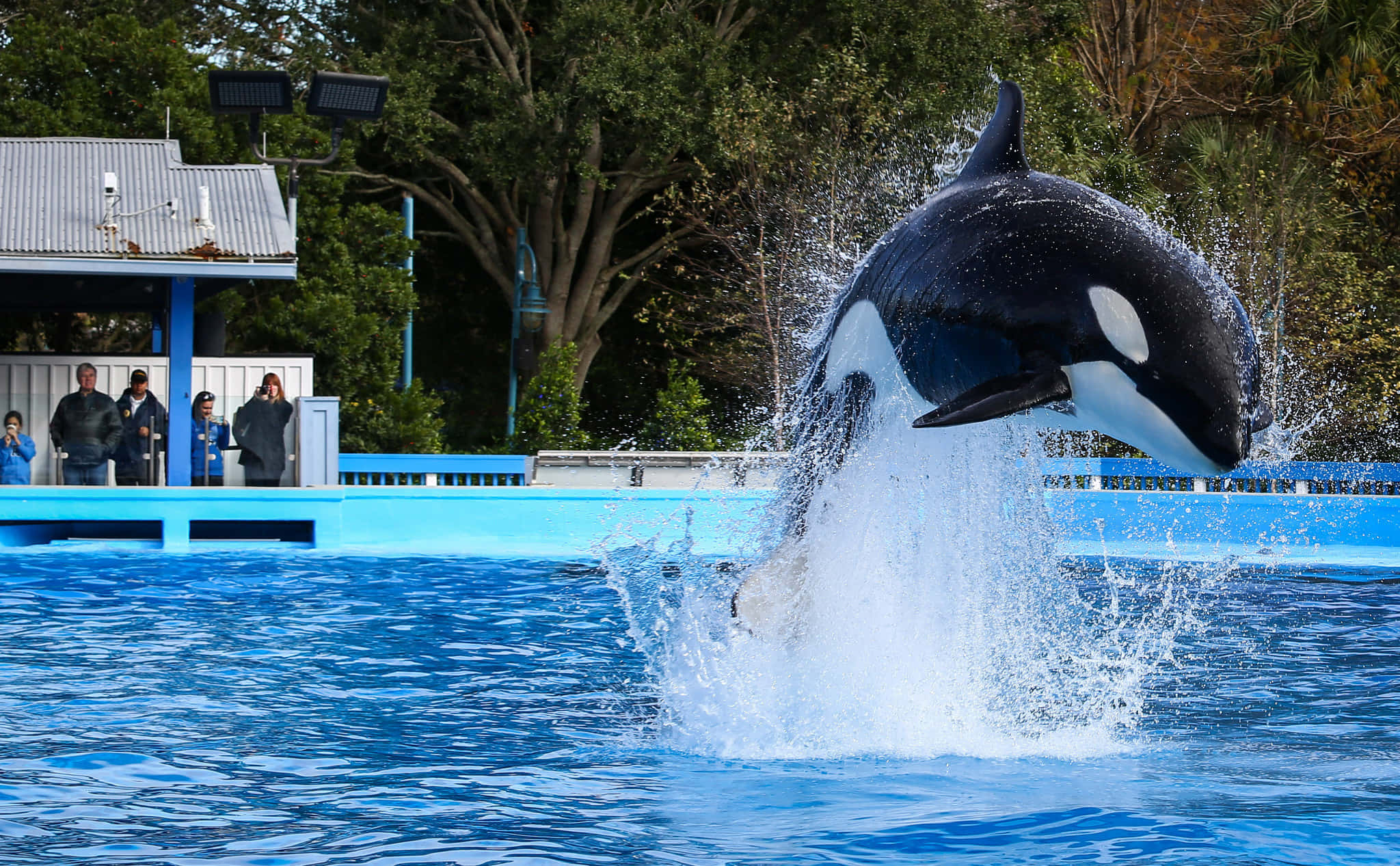 Seaworld 桌布 壁紙 — 一頭雄偉的虎鯨從充滿活力的藍色水池中強力躍出，觀眾從觀景平台觀看。