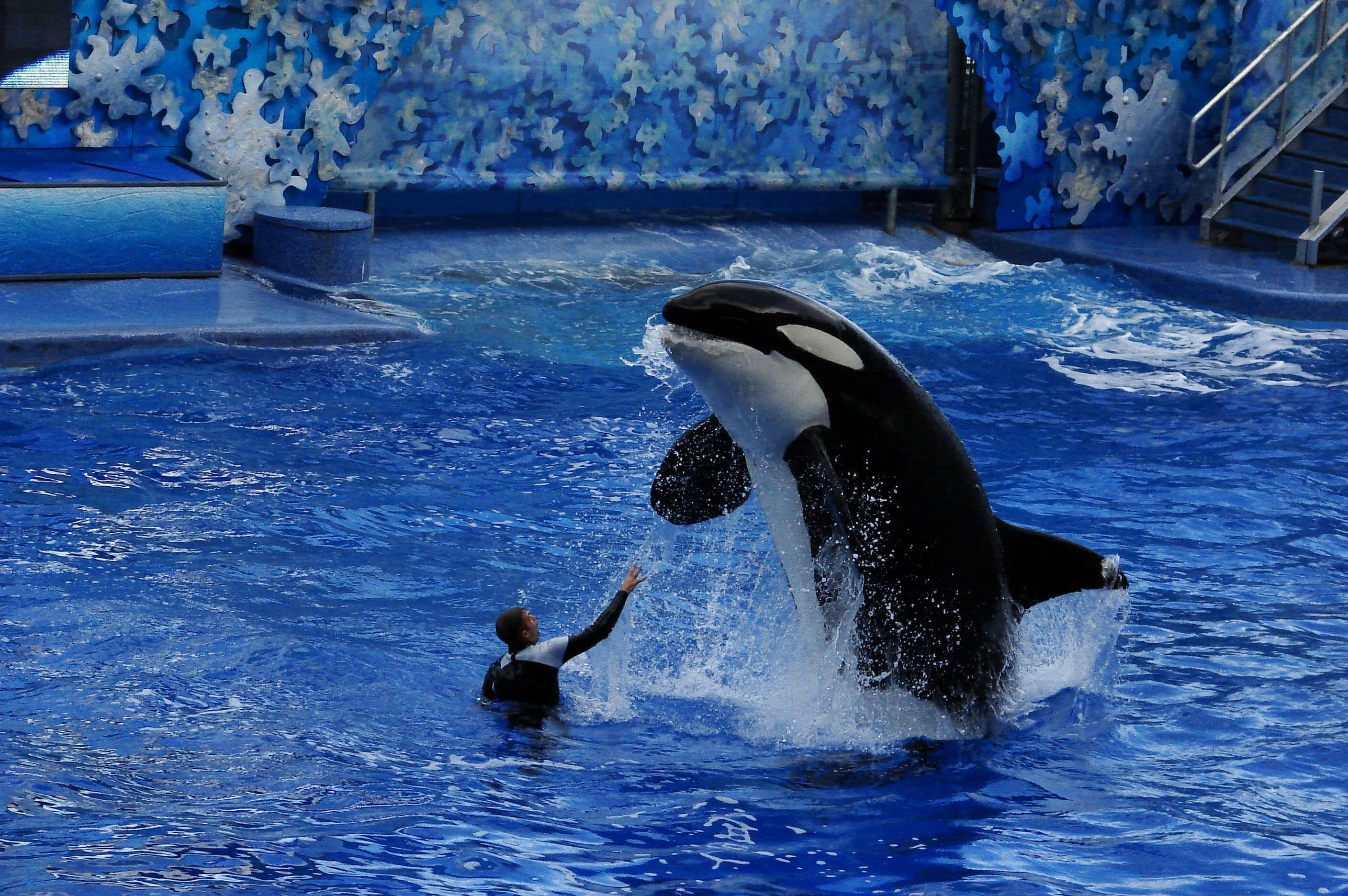 Seaworld 桌布 壁紙 — 一頭雄偉的虎鯨從充滿活力的藍色海水中強力躍出，而一位穿著潛水衣的訓練員在水上表演場地伸出手。