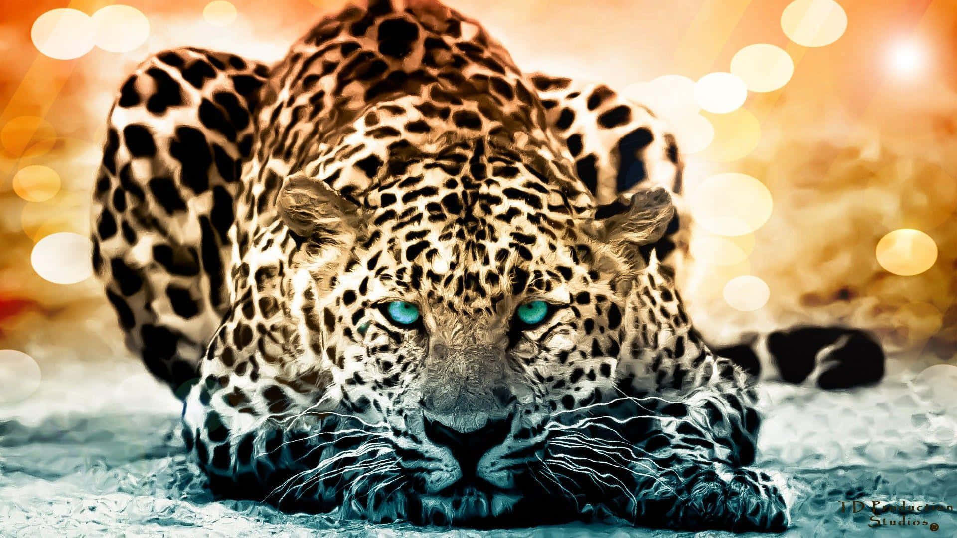 Jaguar 桌布 壁紙 — 一頭雄偉的豹子，有著銳利的藍色眼睛，低伏在結霜的地面上，背景是溫暖的散景。