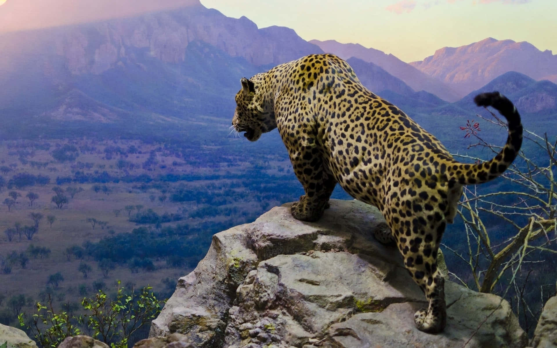 Jaguar 桌布 壁紙 — 一頭雄偉的豹子站在岩石露頭上，俯瞰著廣闊的稀樹草原，遠處的山脈沐浴在柔和的暮色中。