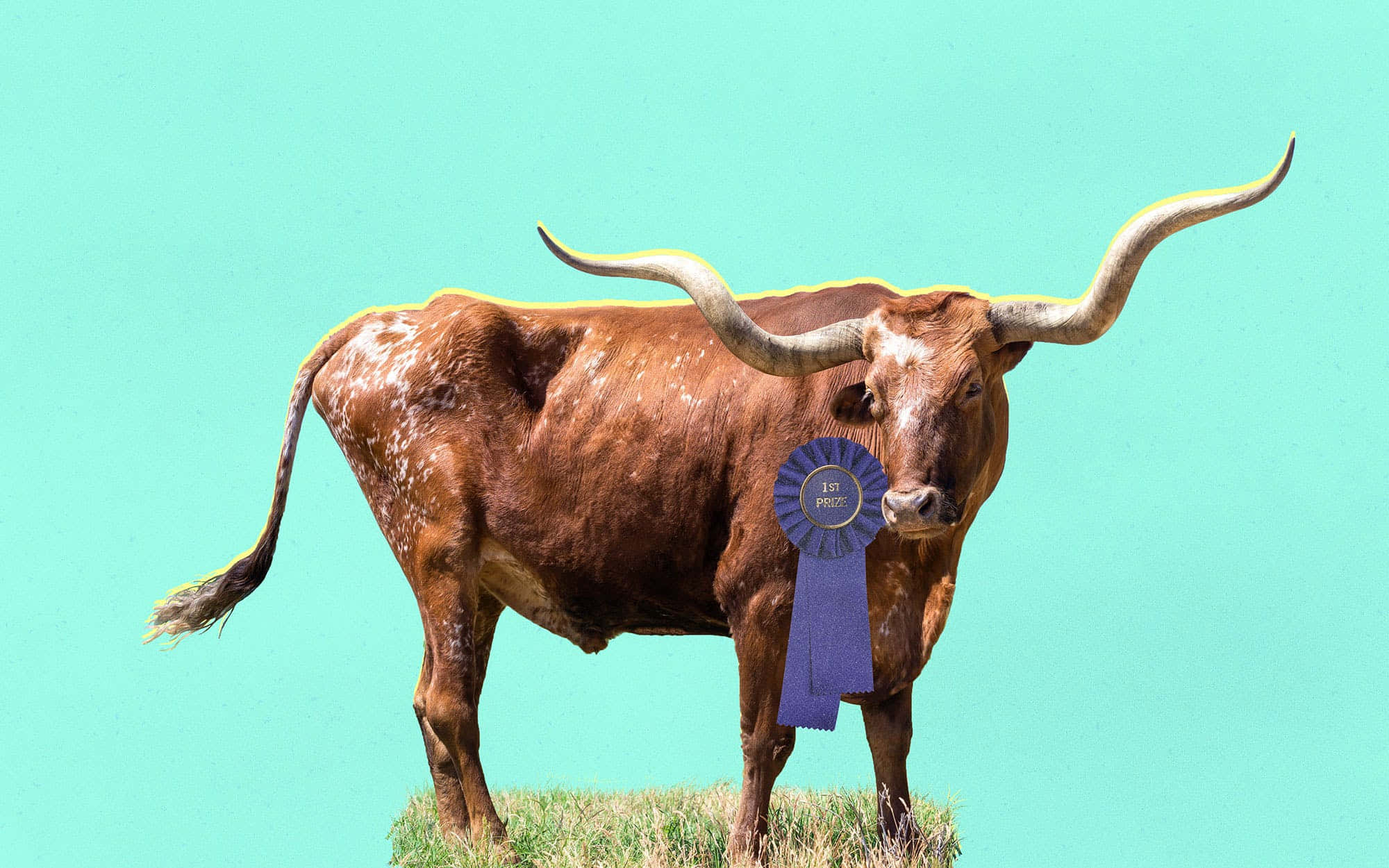 Longhorn 桌布 壁紙 — 一頭雄偉的長角公牛，繫著藍色一等獎緞帶，自豪地站在草地上，背景是鮮豔的藍綠色。