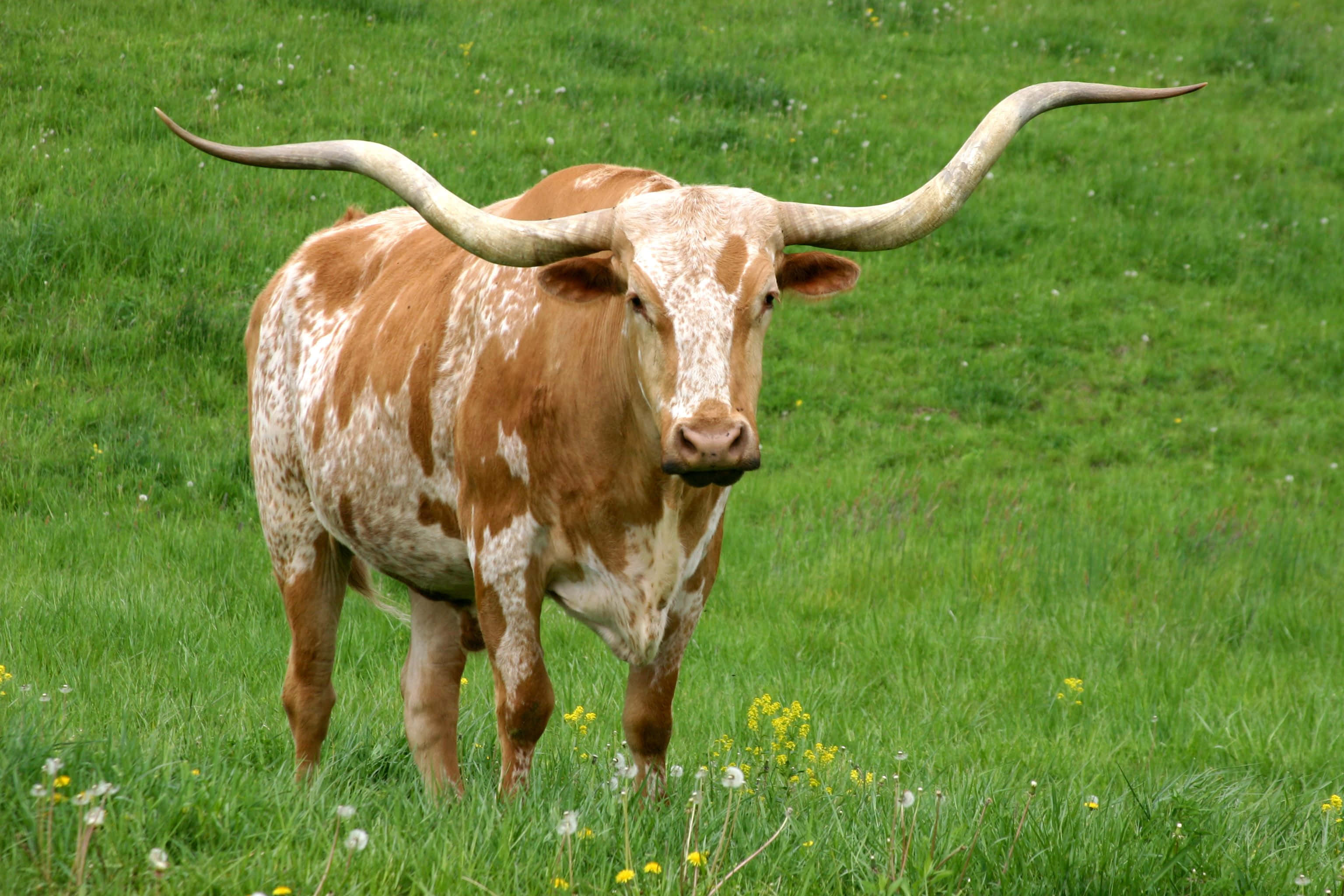 Longhorn 桌布 壁紙 — 一頭雄偉的長角牛，彎曲的牛角，站在一片點綴著黃色野花的翠綠田野中。
