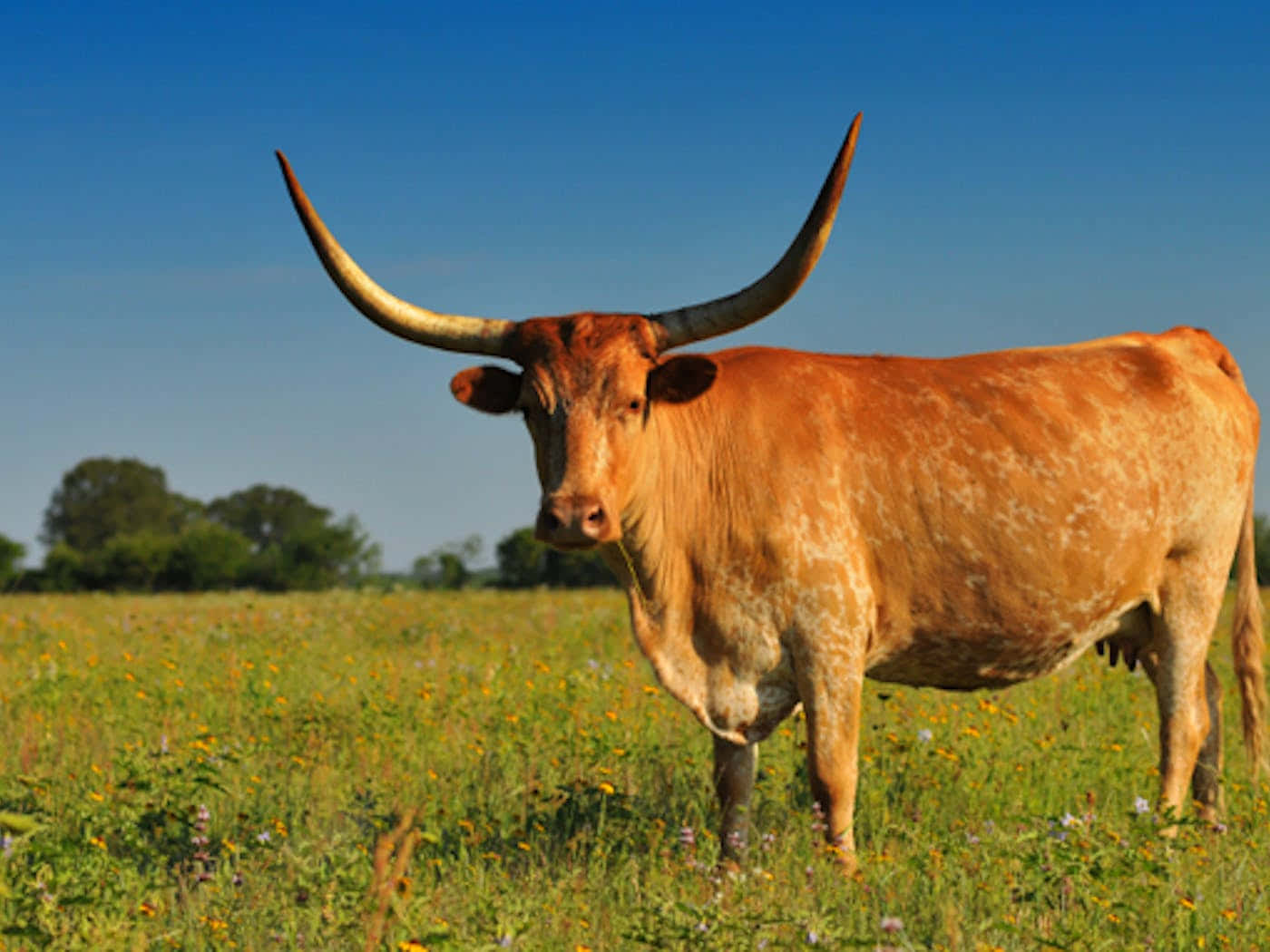 Longhorn 桌布 壁紙 — 一頭雄偉的長角牛，彎曲的牛角，站在陽光普照的野花田野中，頭頂是清澈的藍天。