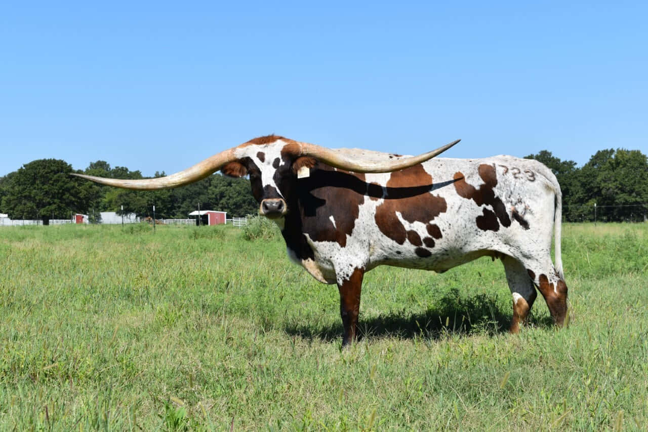 Longhorn 桌布 壁紙 — 一頭雄偉的長角牛，擁有巨大的彎曲牛角，站在陽光明媚的綠色牧場上，背景是清澈的藍天。