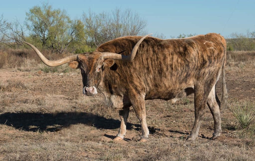 Longhorn 桌布 壁紙 — 一頭雄偉的長角牛，擁有巨大的彎曲角，站在乾燥的草地上，天空湛藍清澈。