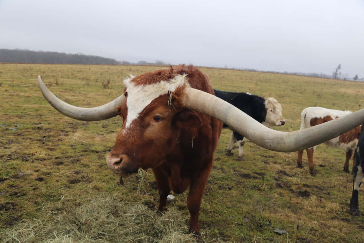 Longhorn 桌布 壁紙 — 一頭雄偉的長角牛，擁有巨大的彎曲牛角，站在霧氣瀰漫的草地上，其他牛隻在附近吃草。