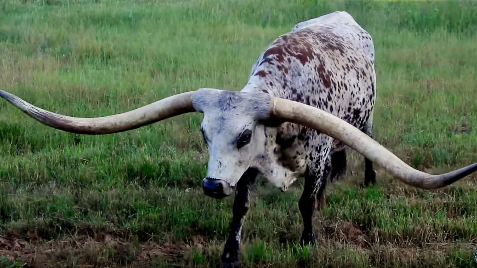 Longhorn 桌布 壁紙 — 一頭雄偉的長角牛，身上有斑點皮毛和巨大的彎曲角，站在茂密的綠色牧場上。