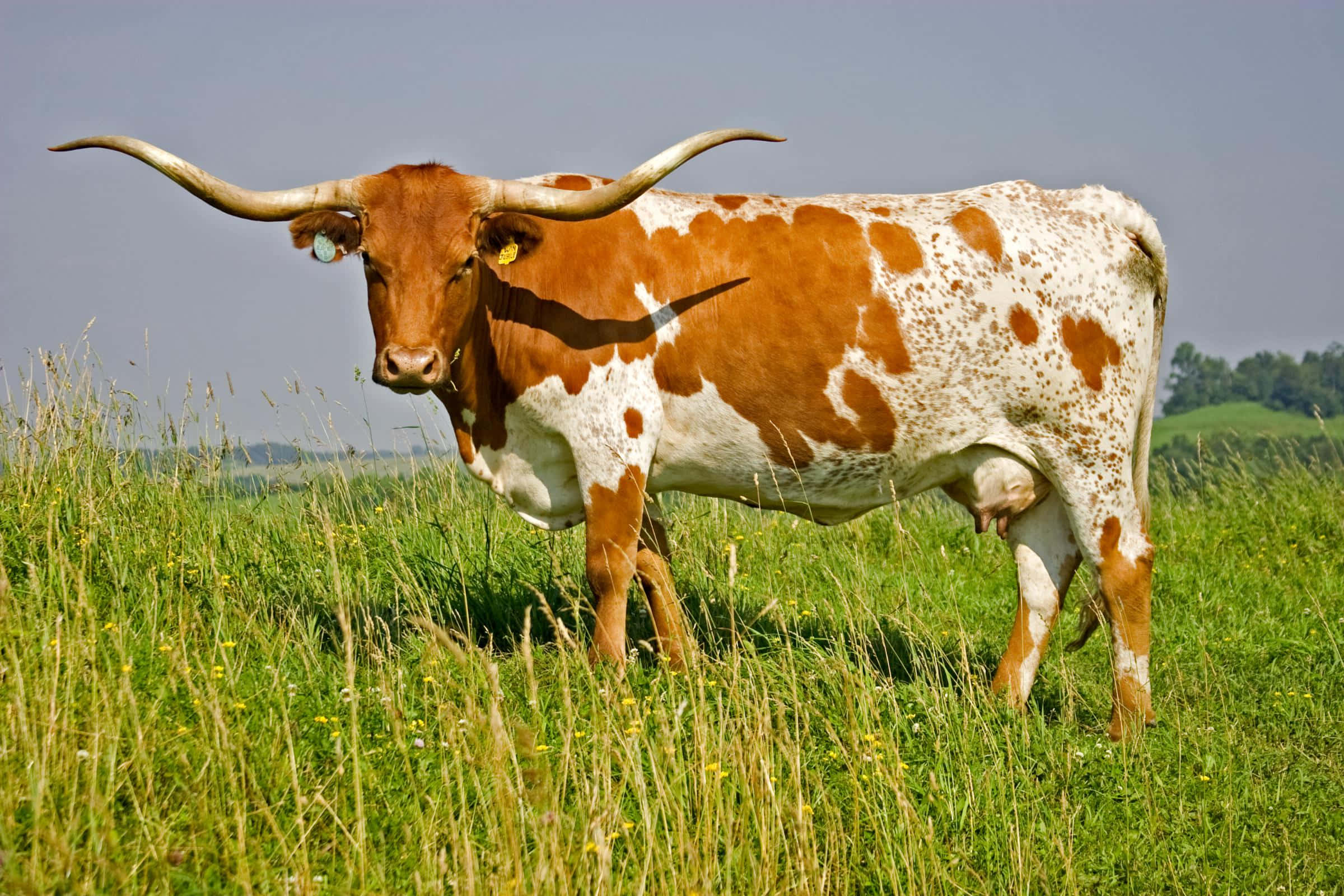 Longhorn 桌布 壁紙 — 一頭雄偉的長角牛，身上有棕色和白色的斑點，站在高高的綠草中，天空晴朗。