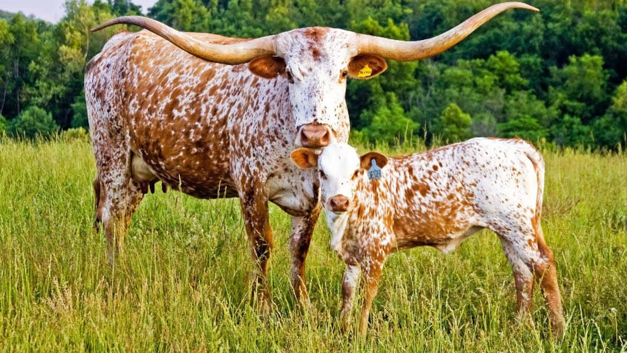 Longhorn 桌布 壁紙 — 一頭雄偉的長角牛媽媽和牠的小牛一起站在陽光明媚的草地上，背後是茂密的綠色森林。