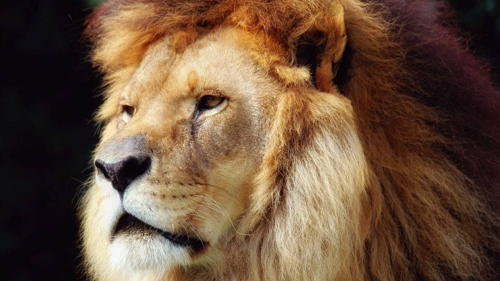 Cool Lion 桌布 壁紙 — 一頭雄偉的雄性獅子，擁有濃密的金色鬃毛，在黑暗模糊的背景前若有所思地凝視著。