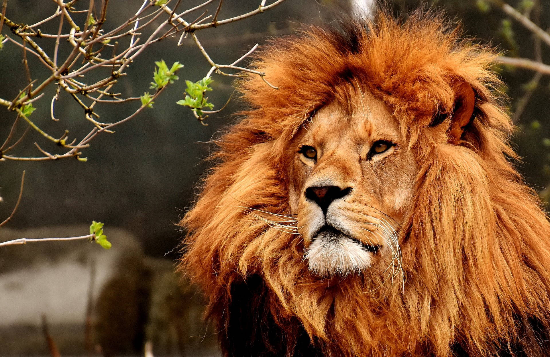 Lion Head 桌布 壁紙 — 一頭雄偉的雄性獅子，擁有濃密的金色鬃毛，透過光禿禿的樹枝和新鮮的綠葉凝視著。