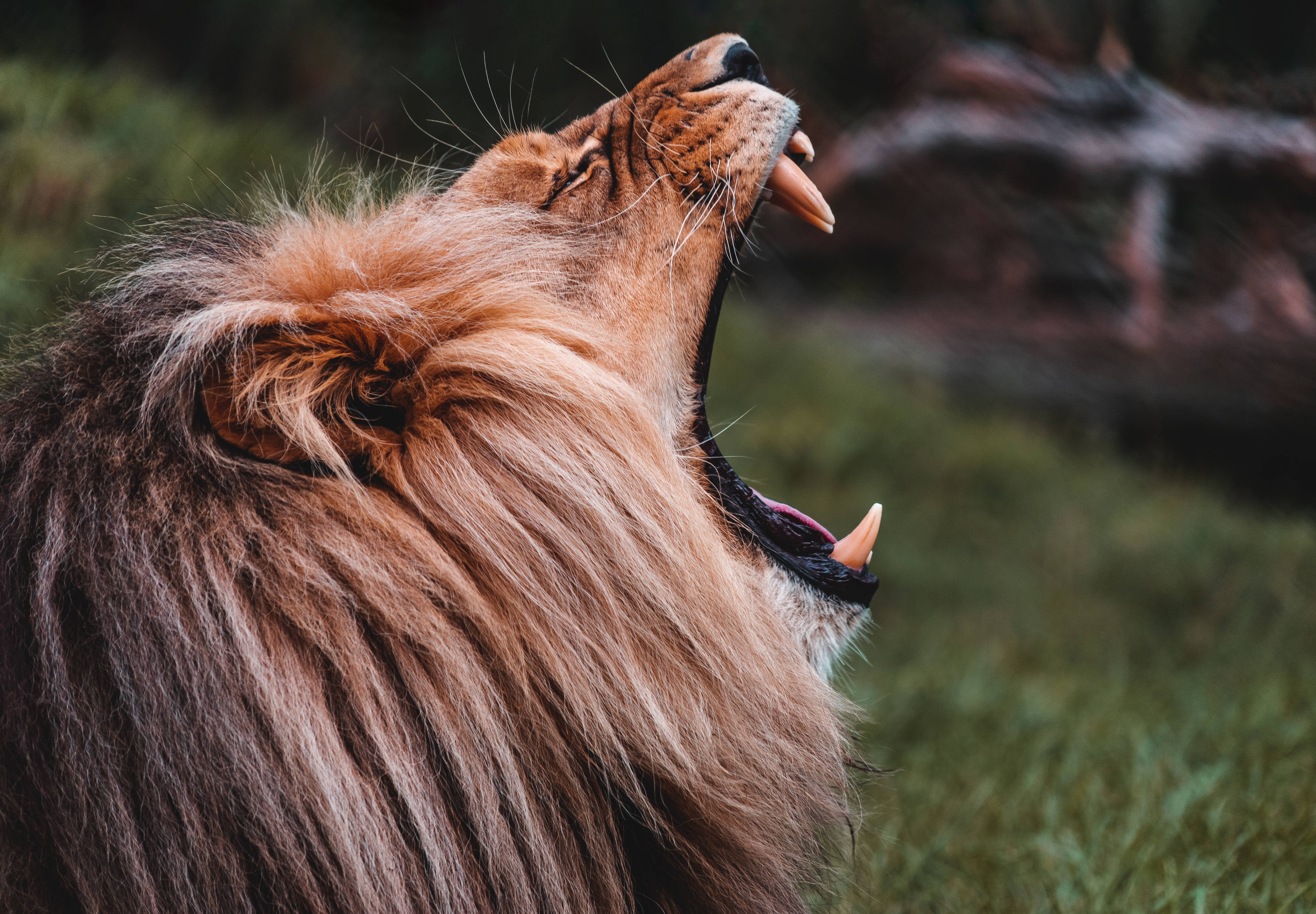 Cool Lion 桌布 壁紙 — 一頭雄偉的雄性獅子，擁有濃密金色鬃毛，在模糊的綠色草地背景下強力咆哮。