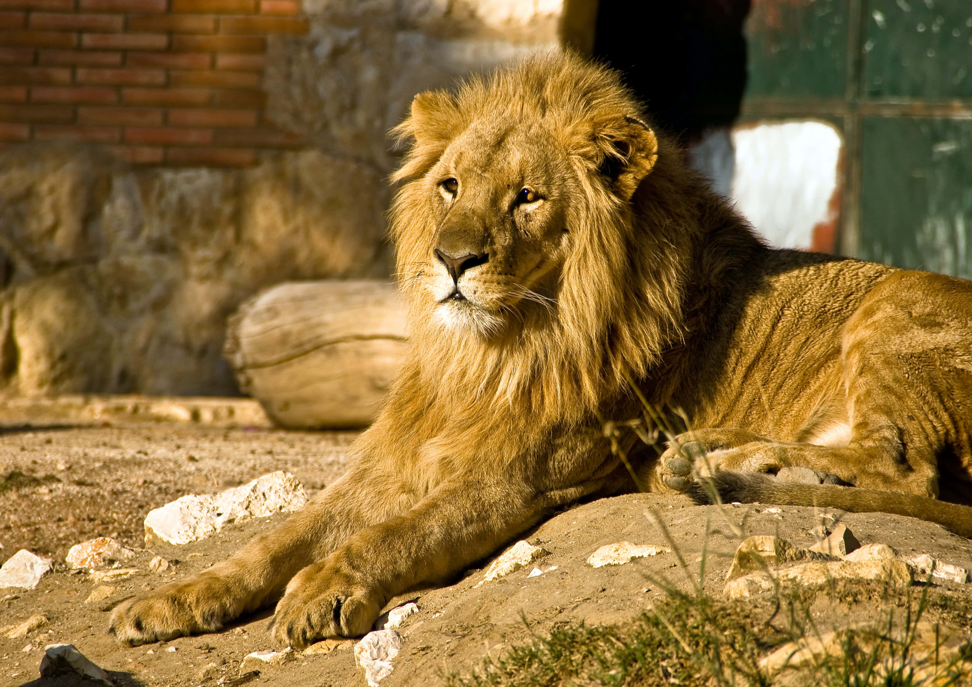 Lions 桌布 壁紙 — 一頭雄偉的雄性獅子，擁有豐滿的金色鬃毛，在動物園圍欄內陽光普照的岩石上平靜地休息，背後是磚石牆壁。
