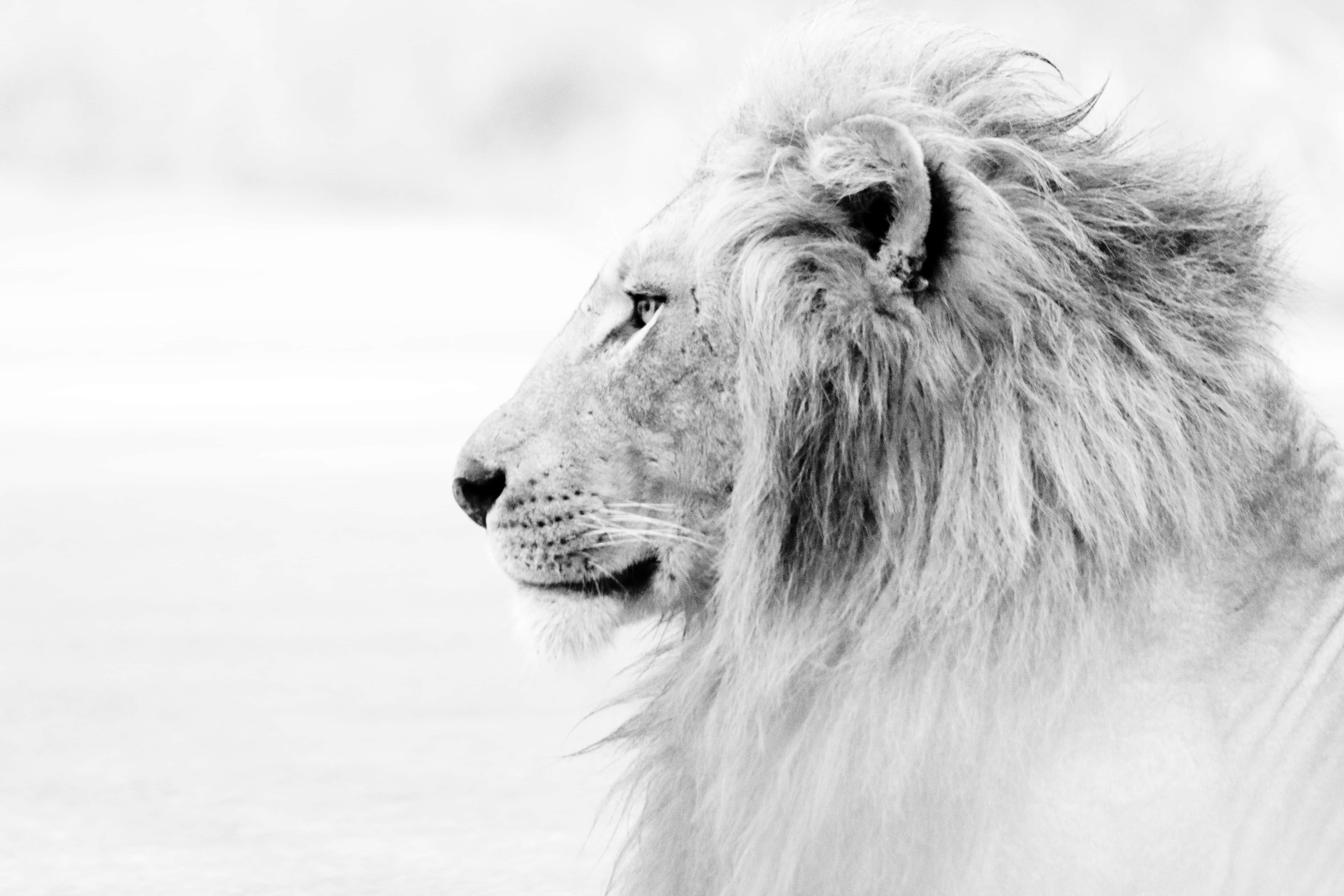 Black And White Lion 桌布 壁紙 — 一頭雄偉的雄性獅子側面凝視，背景柔和模糊，呈單色調。