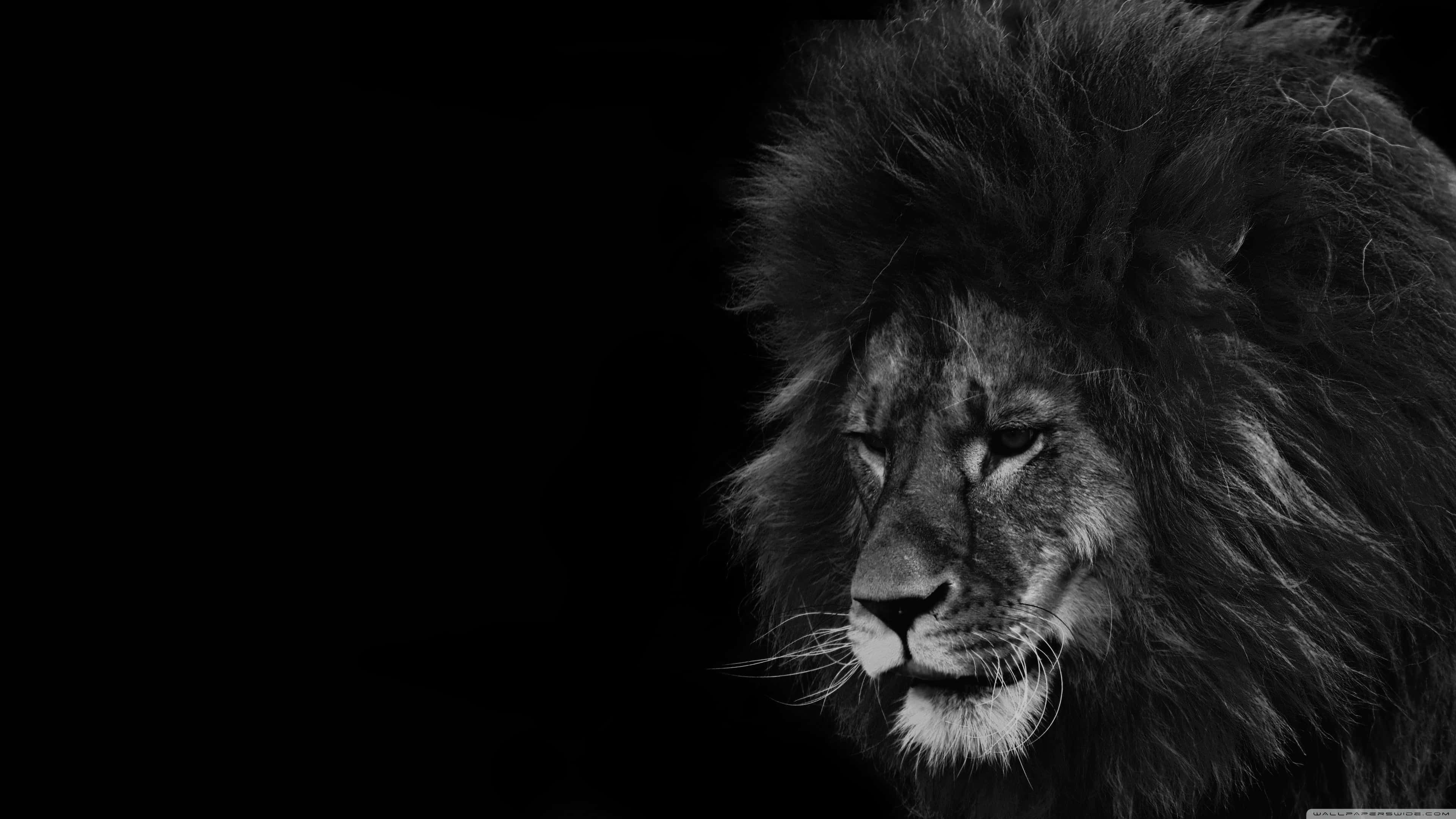 Black And White Lion 桌布 壁紙 — 一頭雄偉的雄性獅子側面輪廓，以鮮明的黑白對比呈現在純黑背景上，突顯其威嚴的鬃毛和銳利的眼神。