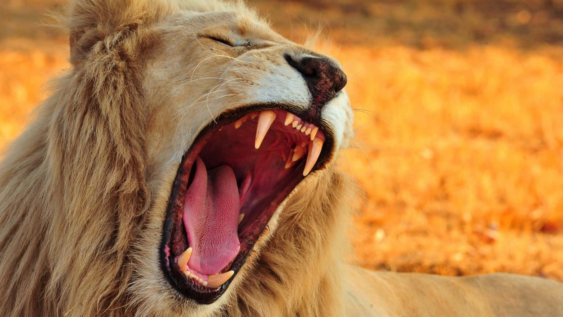 Roaring Lion 桌布 壁紙 — 一頭雄偉的雄性獅子張大嘴巴打哈欠，露出尖銳的牙齒和粉紅色的舌頭，背景是金色的稀樹草原草。