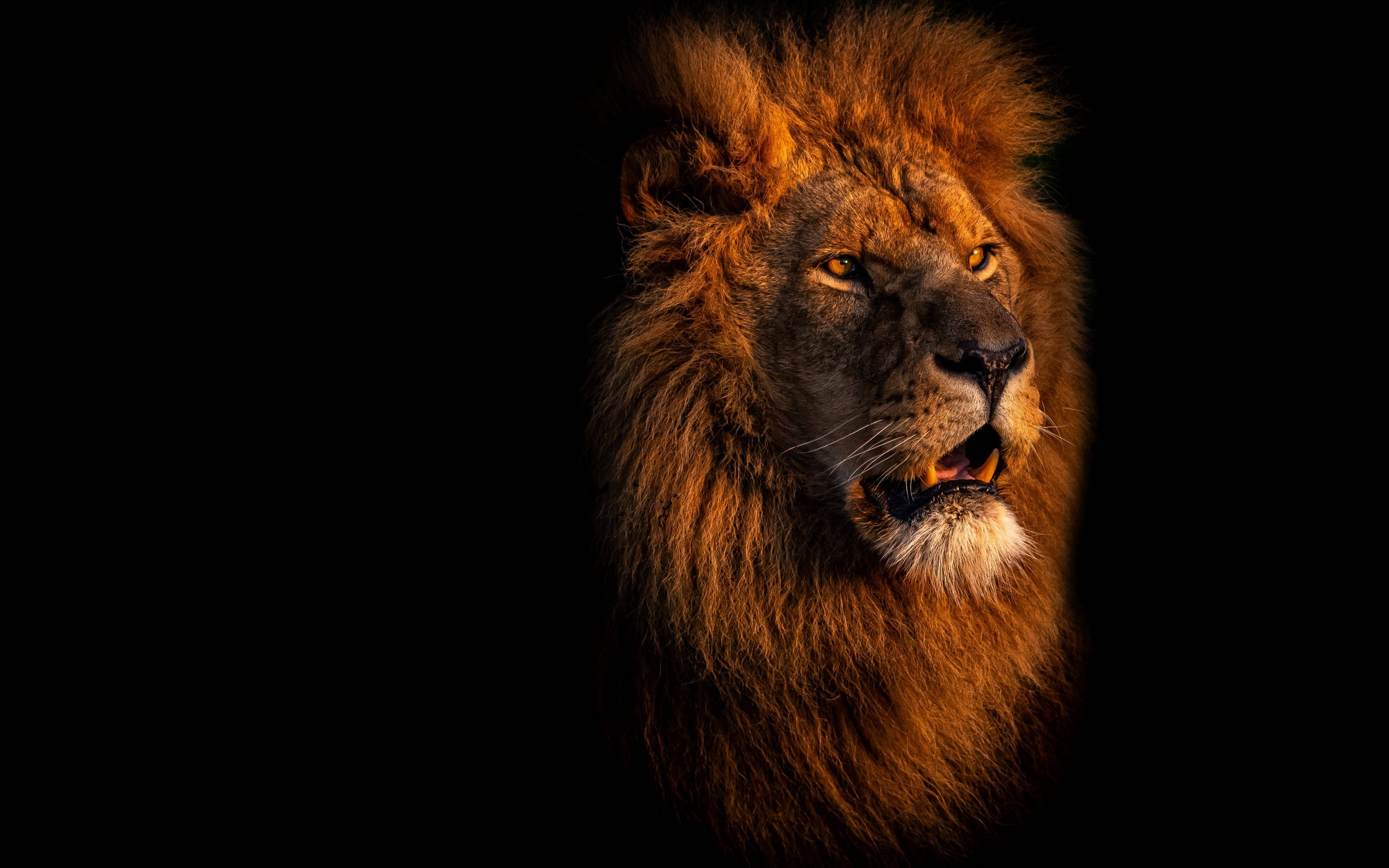 Lion Head 桌布 壁紙 — 一頭雄偉的雄獅，擁有完整的金色鬃毛，在純黑色背景上，被戲劇性的側光照亮，凝視著。