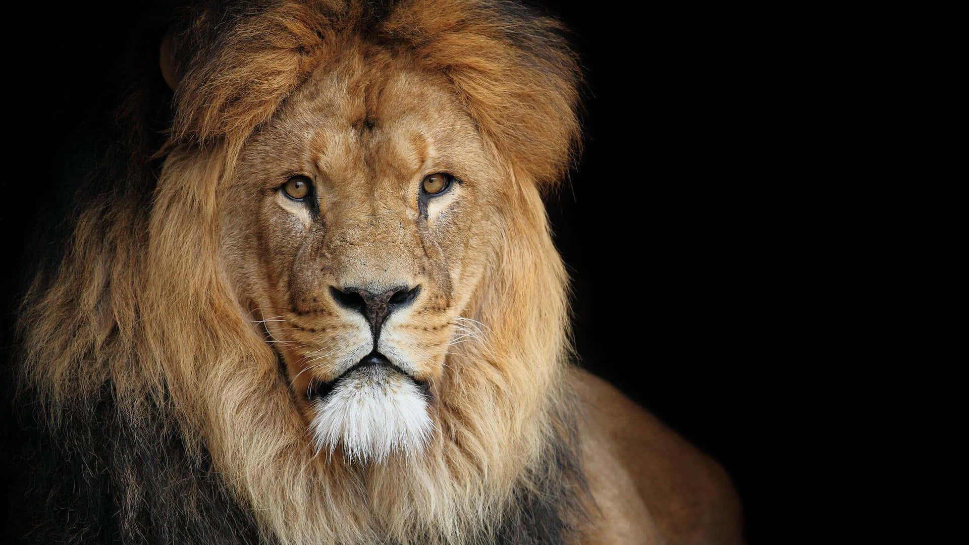 Lions 桌布 壁紙 — 一頭雄偉的雄獅，擁有完整的金色鬃毛，在純黑色背景下強烈凝視。