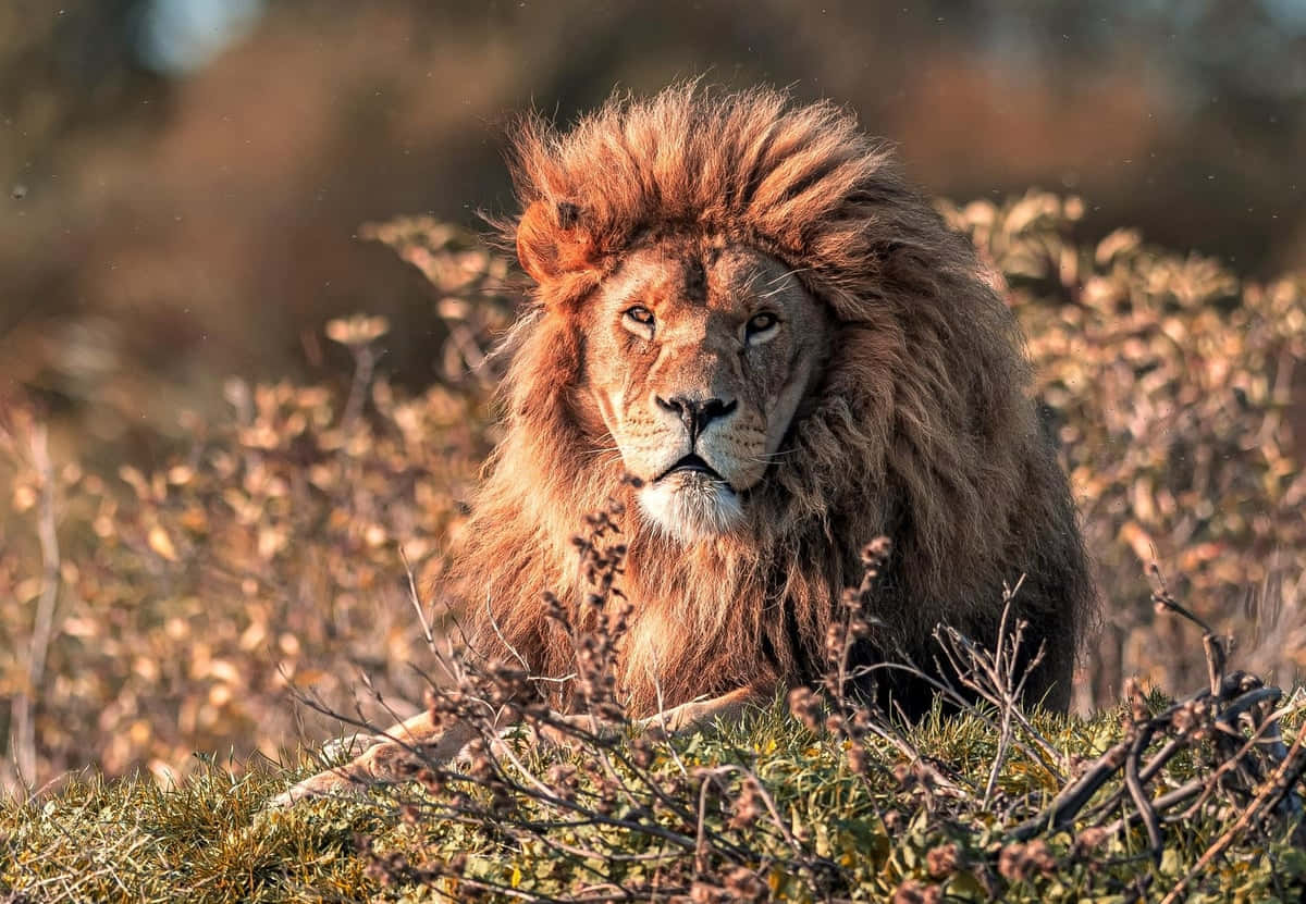Wildlife Conservation 桌布 壁紙 — 一頭雄偉的雄獅，擁有濃密的金色鬃毛，在陽光明媚的稀樹草原上，從乾草和樹枝後方凝視著。