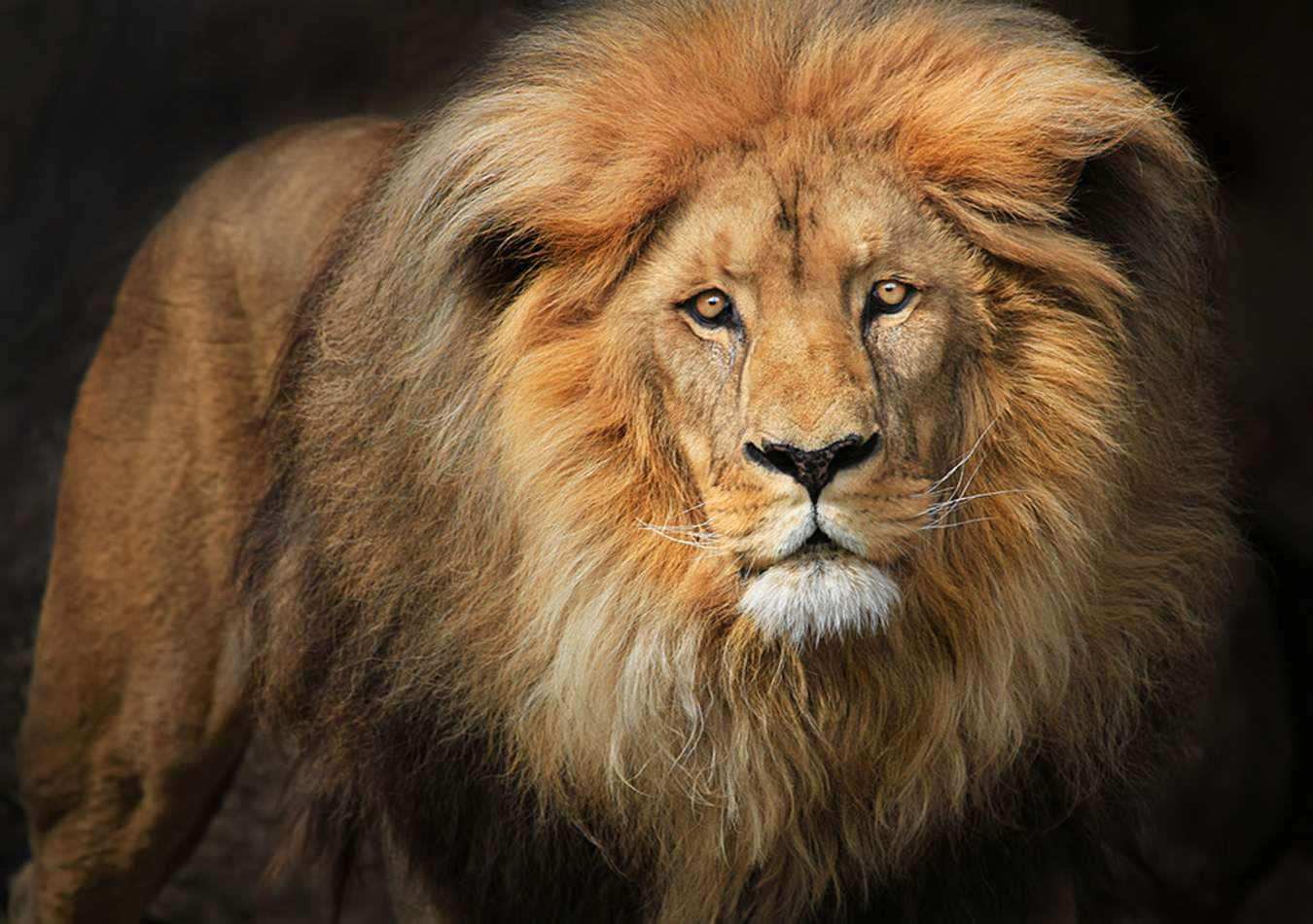 Lion Face 桌布 壁紙 — 一頭雄偉的雄獅，擁有濃密的金色鬃毛，在黑暗背景下凝視著。