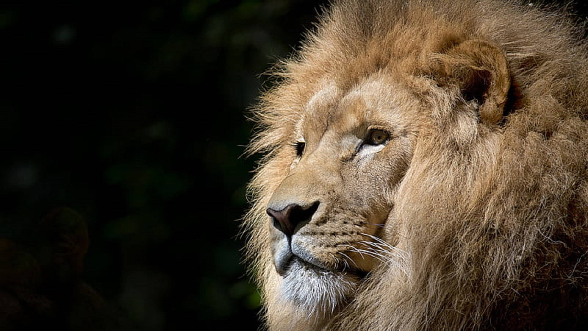 Lion Head 桌布 壁紙 — 一頭雄偉的雄獅，擁有濃密的金色鬃毛，在黑暗模糊的樹葉背景前若有所思地凝視。
