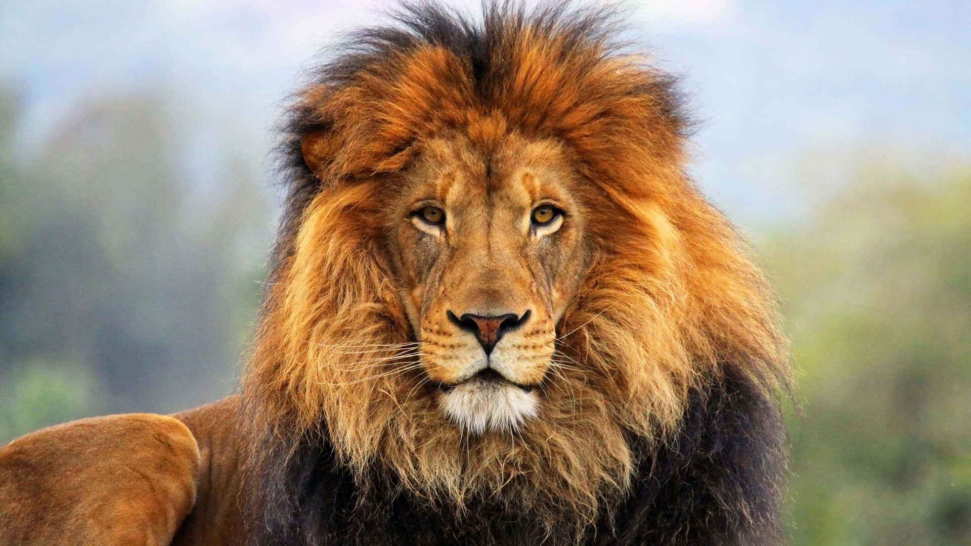 Lion Head 桌布 壁紙 — 一頭雄偉的雄獅，擁有濃密的金色鬃毛，在柔和的模糊綠色和藍色背景下凝視著。