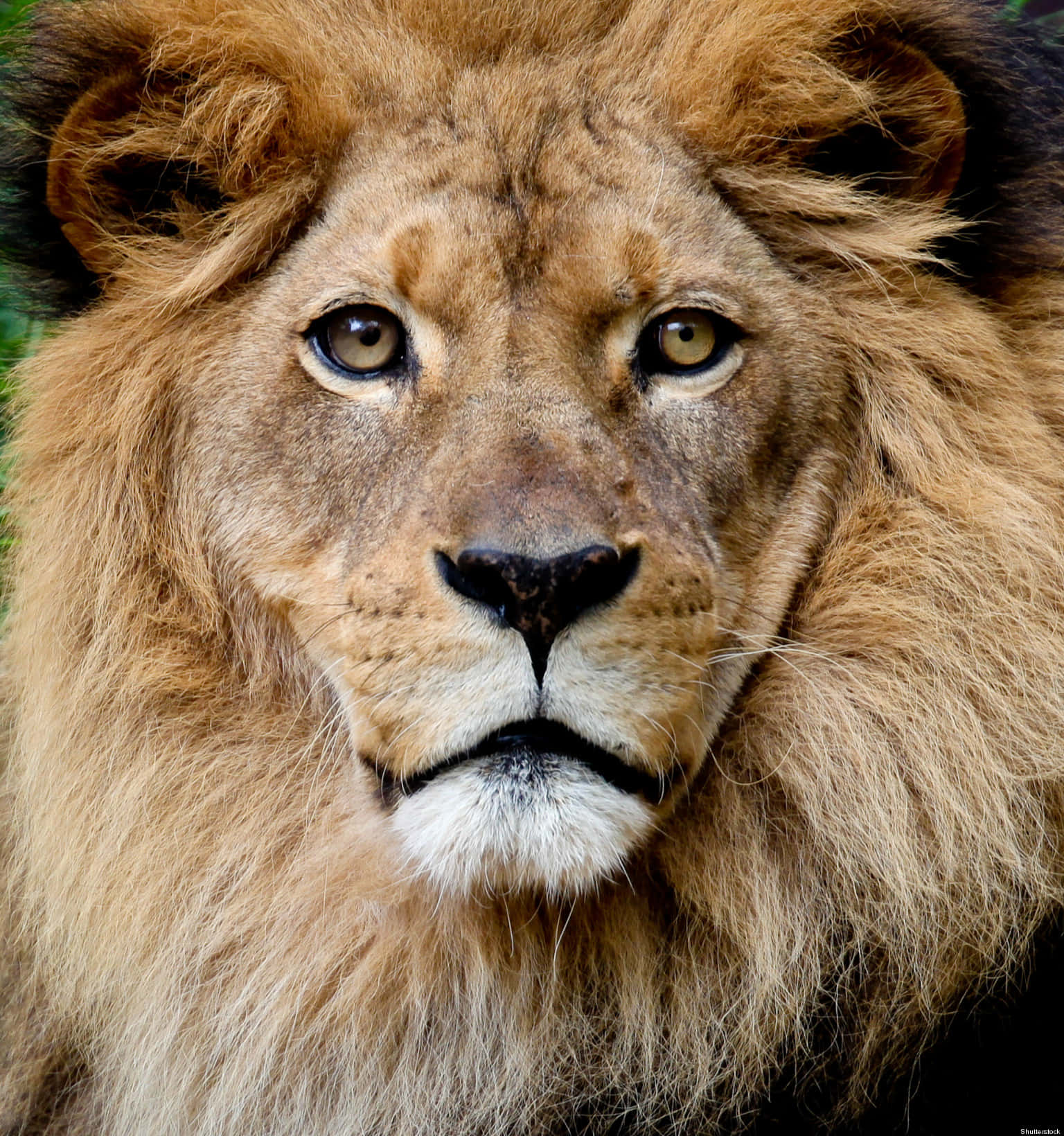 Lion Face 桌布 壁紙 — 一頭雄偉的雄獅，擁有濃密的金色鬃毛，用銳利的琥珀色眼睛凝視著模糊的綠色背景。
