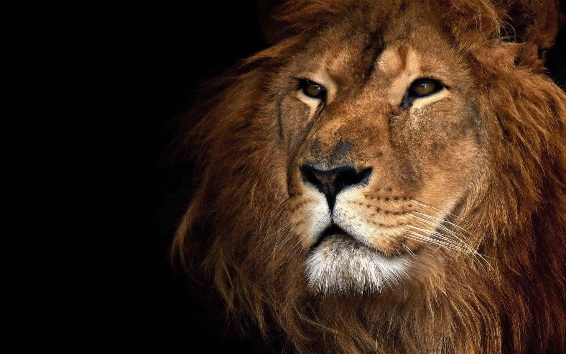 Lion Head 桌布 壁紙 — 一頭雄偉的雄獅，擁有濃密的金色鬃毛，在純黑色背景下凝視著。