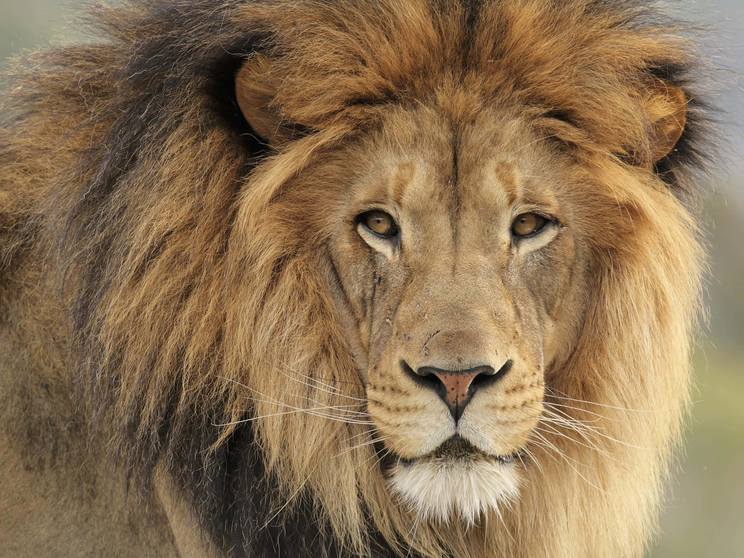 Lion Face 桌布 壁紙 — 一頭雄偉的雄獅，擁有濃密的金色鬃毛，在特寫肖像中凝視著鏡頭。
