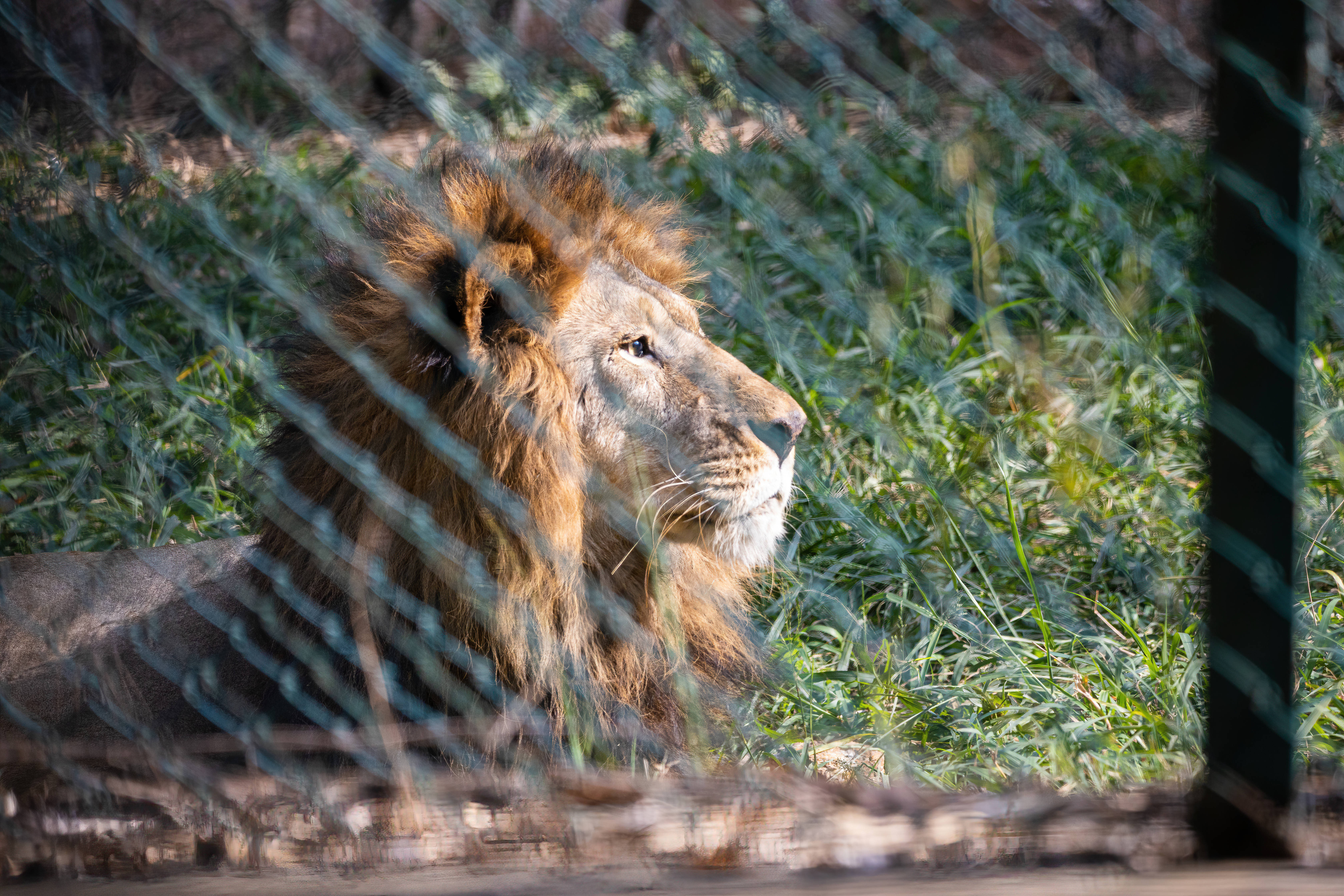 Cool Lion 桌布 壁紙 — 一頭雄偉的雄獅，擁有濃密的金色鬃毛，在鐵絲網圍欄後的綠色草地上休息。