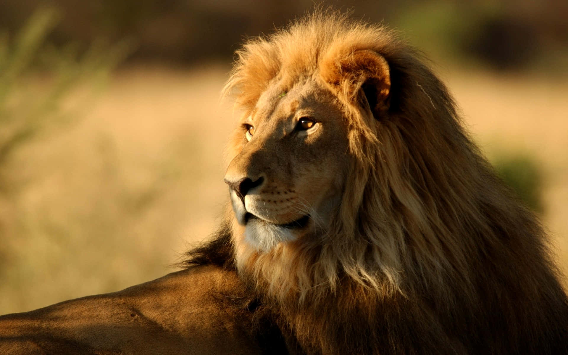 Lion Of Judah 桌布 壁紙 — 一頭雄偉的雄獅，擁有濃密的金色鬃毛，在溫暖模糊的稀樹草原背景下專注地凝視。