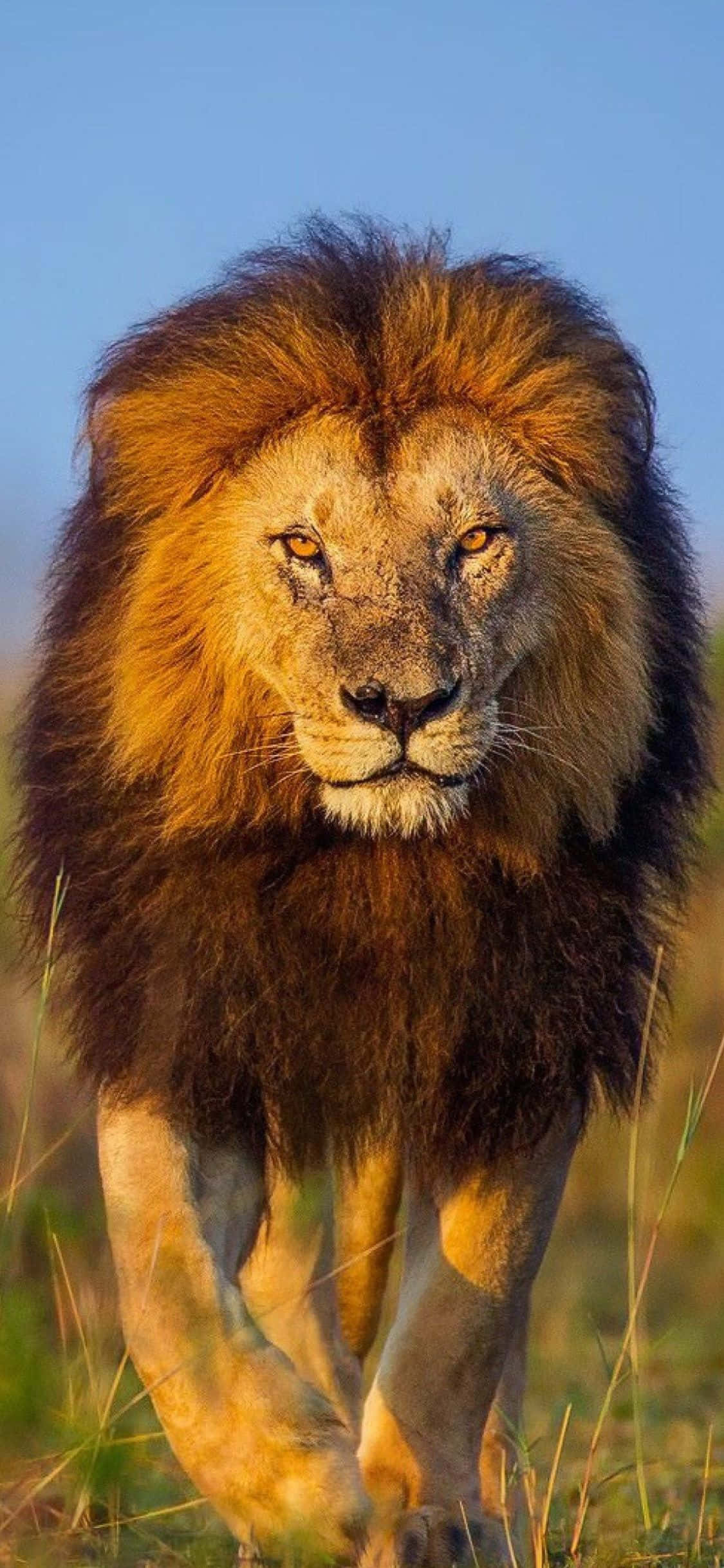 獅子 桌布 壁紙 — 一頭雄偉的雄獅，擁有濃密的金色鬃毛，在晴朗的藍天下穿過高高的草叢向前邁進。
